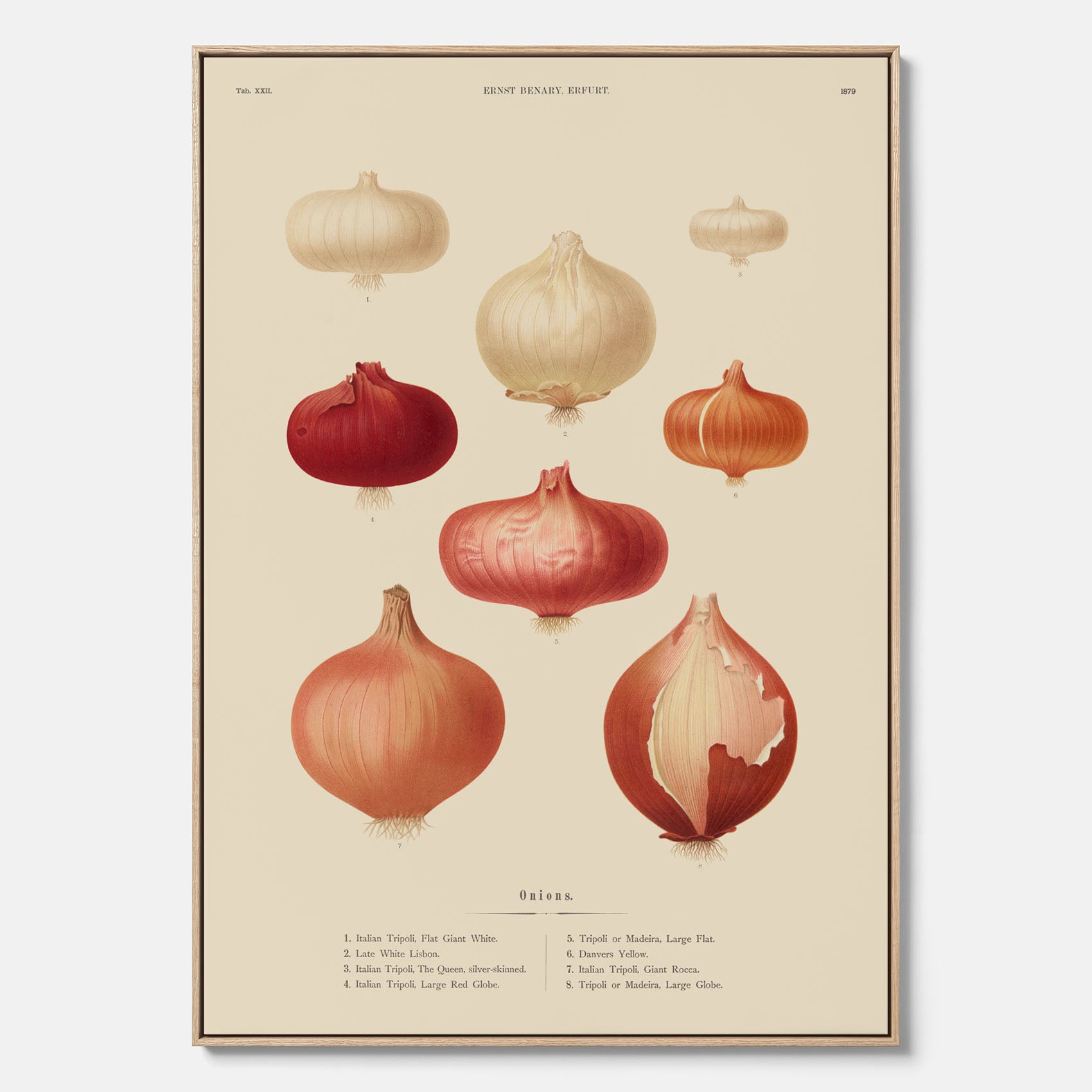 Kökstavla med lökar poster – Canvastavla med lökar, lökposter av Ernst Benary, tavla med lök, skolposter, köksposter, poster till kök