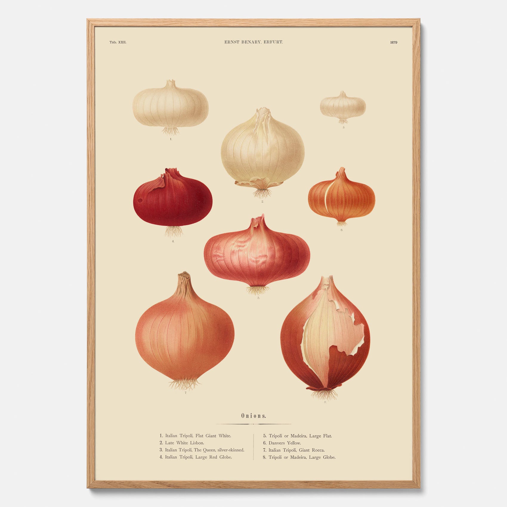 Kökstavla med lökar poster – Plansch med lökar, lökposter av Ernst Benary, tavla med lök, skolposter, köksposter, poster till kök