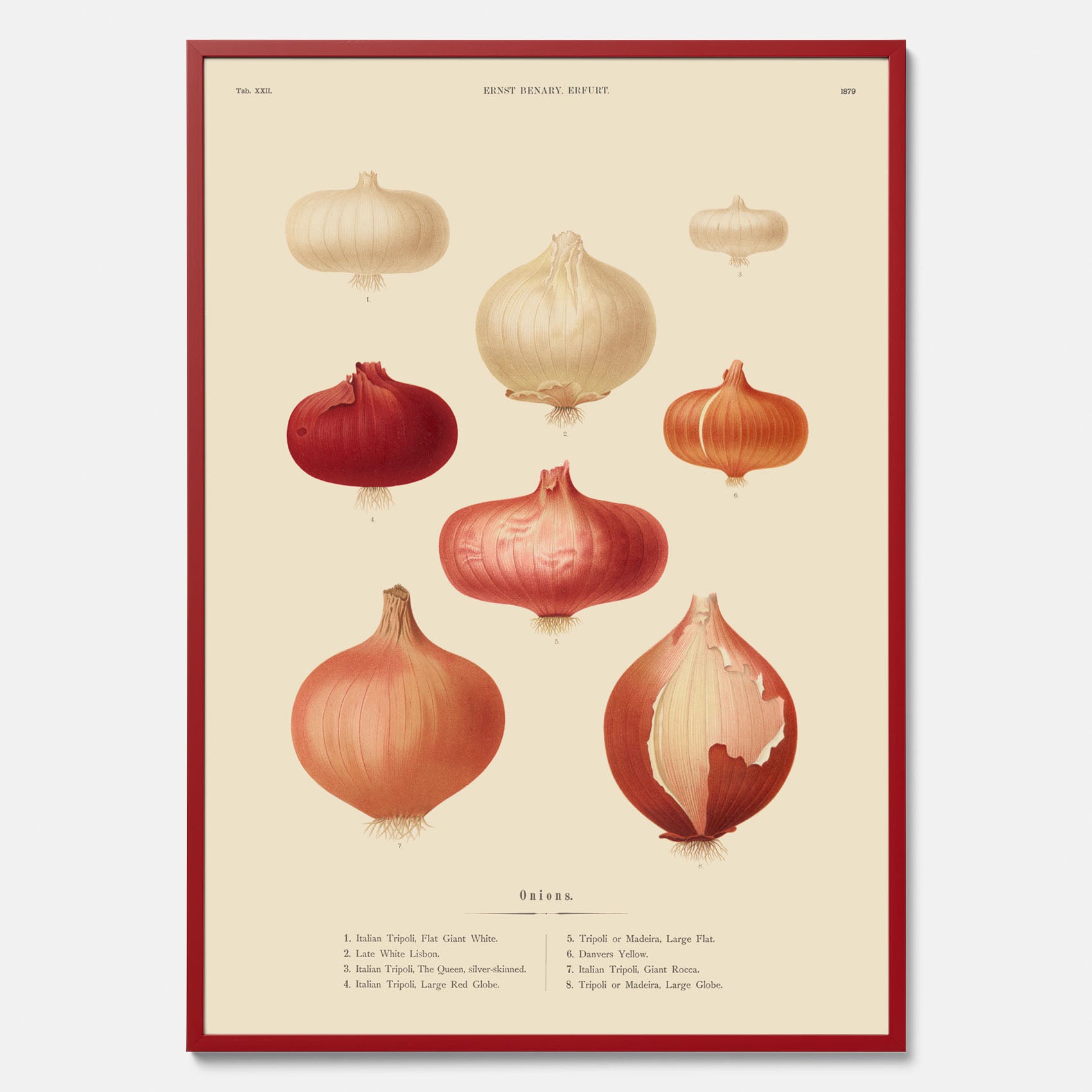 Kökstavla med lökar poster – Plansch med lökar, lökposter av Ernst Benary, tavla med lök, skolposter, köksposter, poster till kök