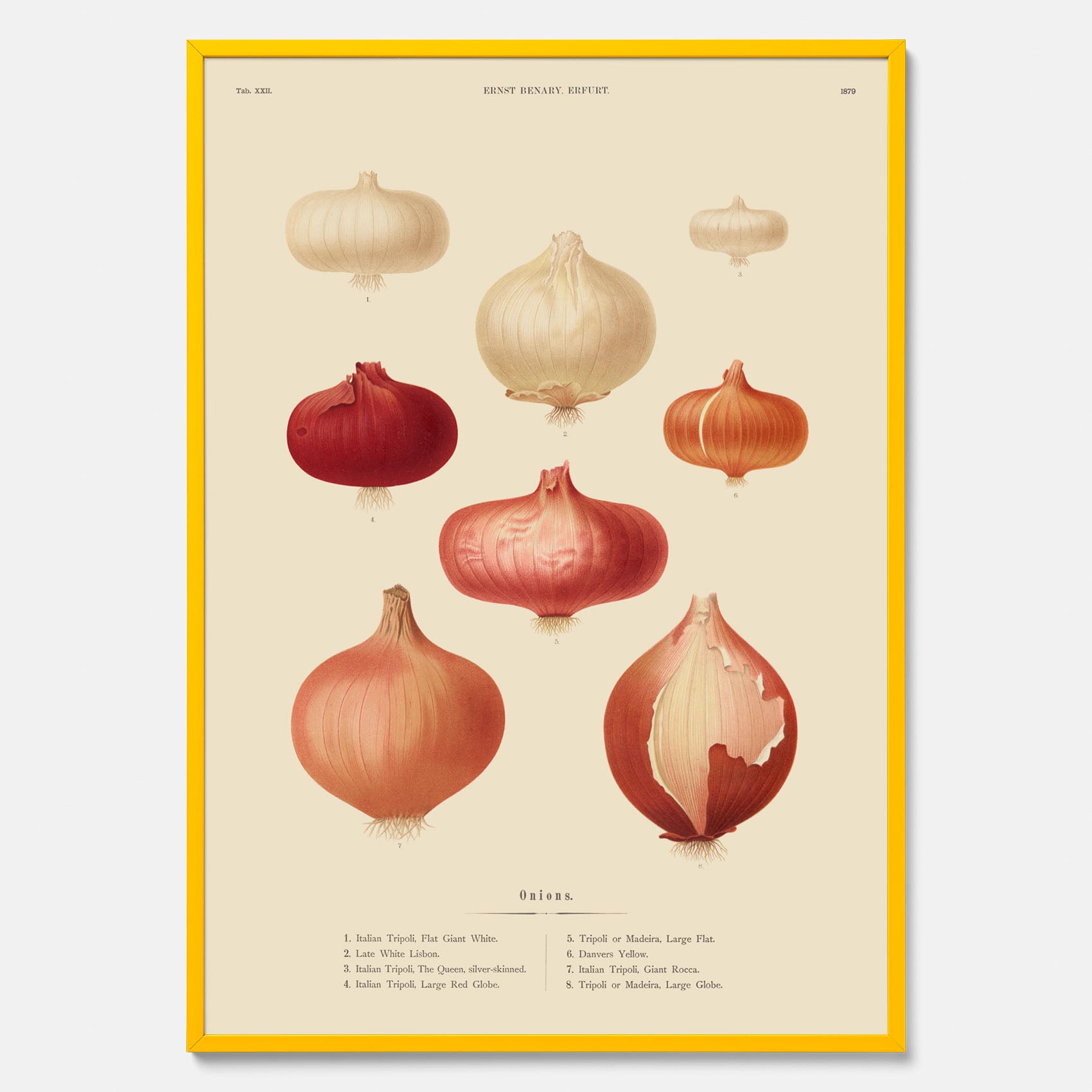 Kökstavla med lökar poster – Plansch med lökar, lökposter av Ernst Benary, tavla med lök, skolposter, köksposter, poster till kök