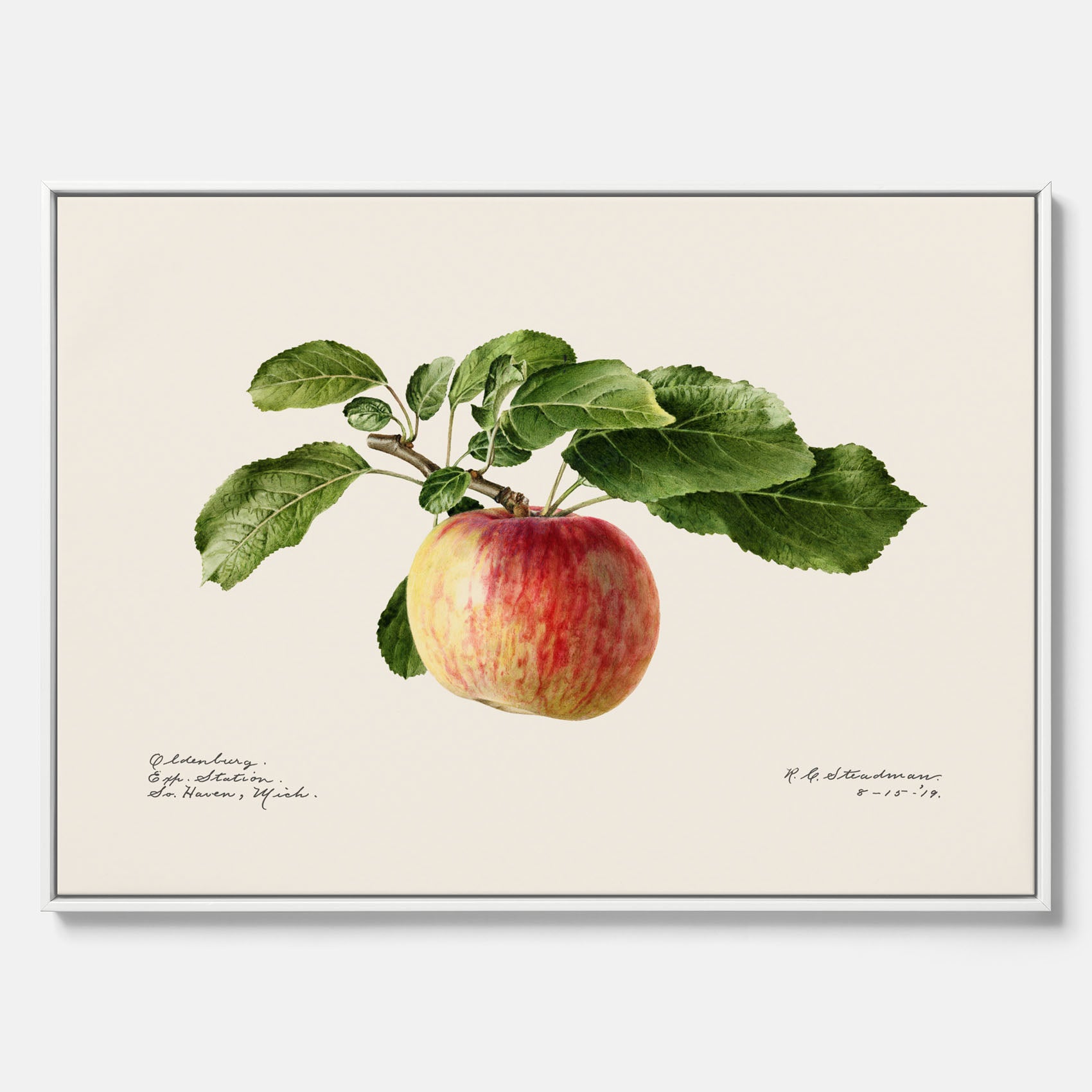 Canvastavla till kök med Äpple – Plansch med frukt, fruktposter, äppeltavla, poster äpplen, köksposter, tavla till kök, poster till kök