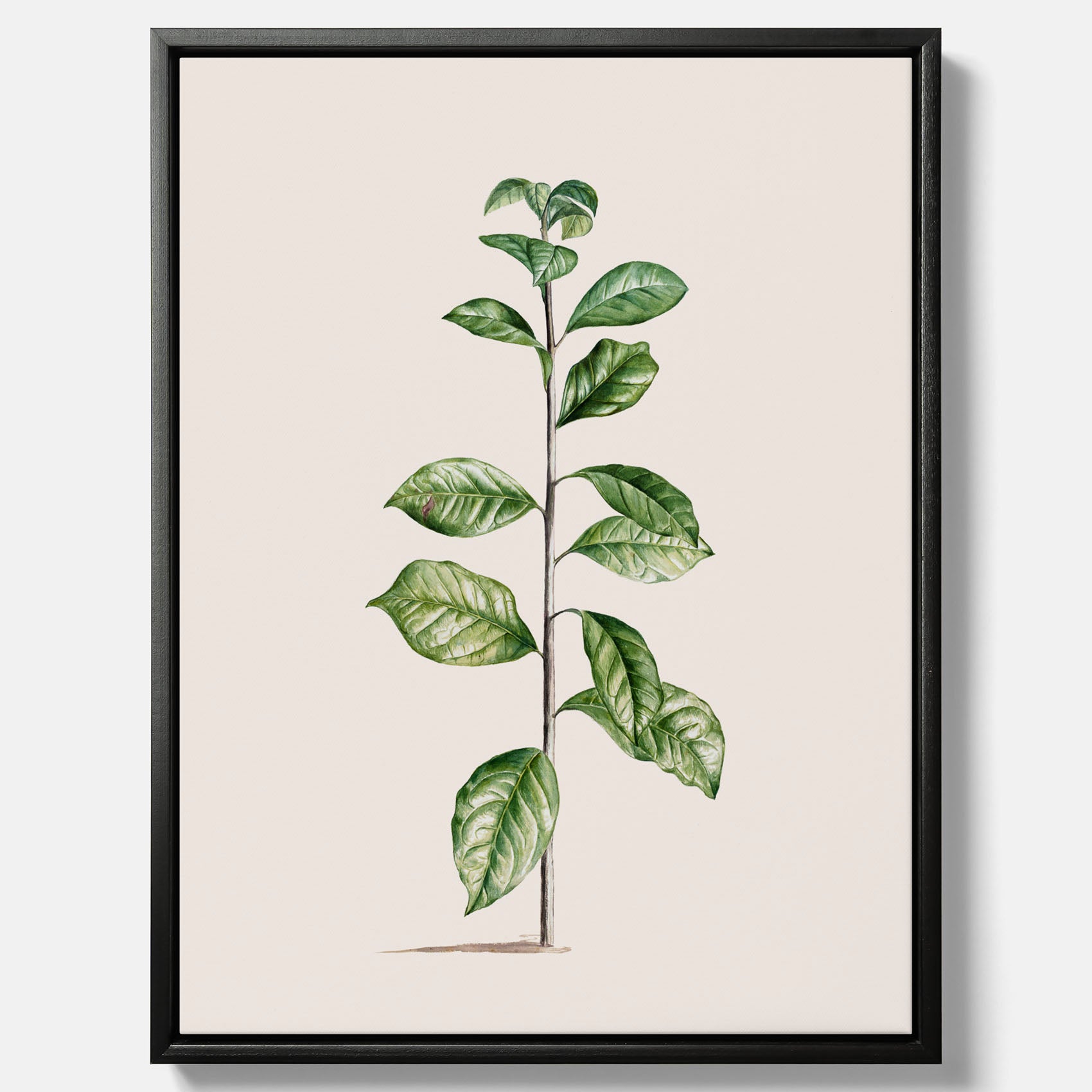 Kökstavla på canvas med Arabisk kaffeplanta Poster – Vintageaffisch med en botanisk illustration, köksposter, tavla till kök, poster till kök