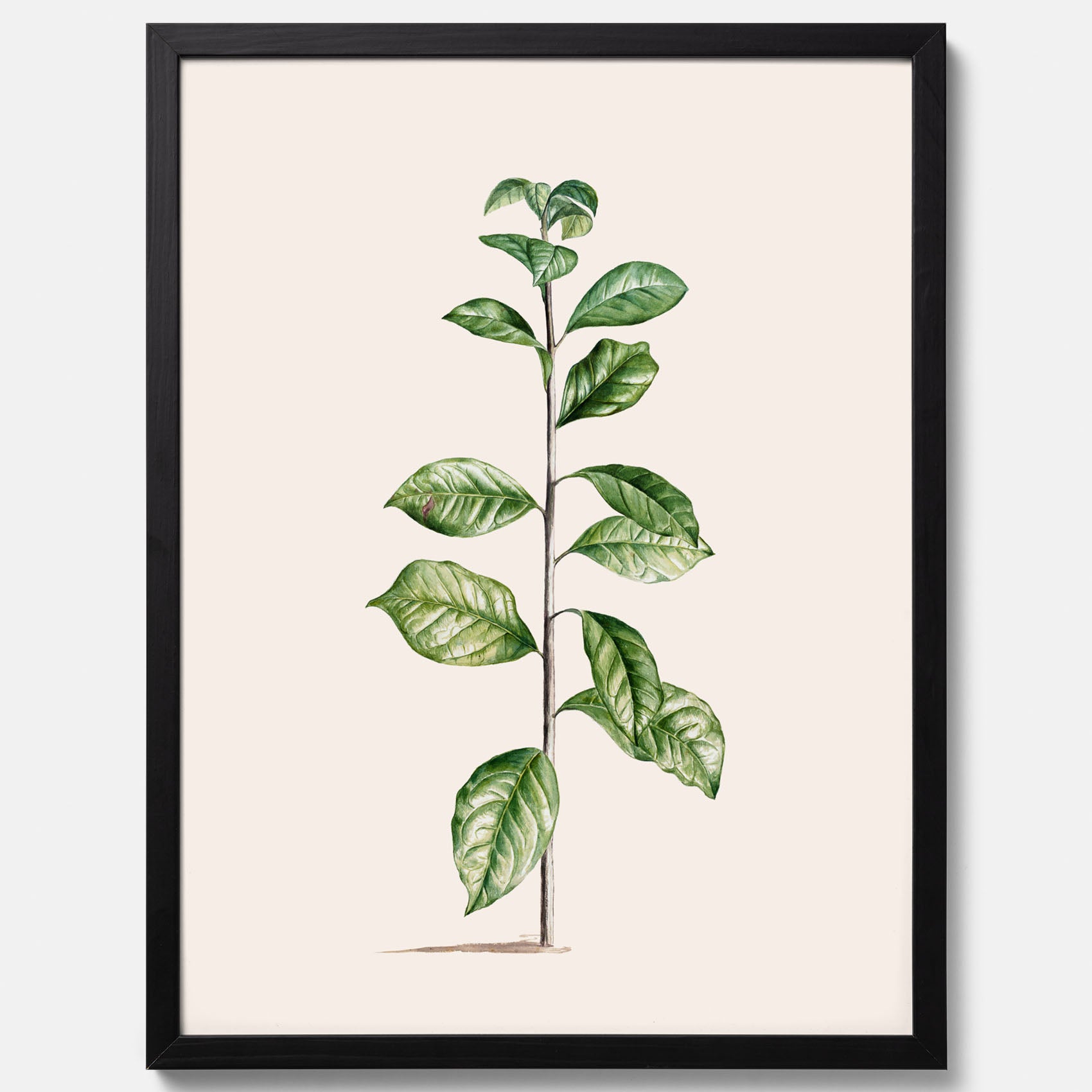 Kökstavla med Arabisk kaffeplanta Poster – Vintageaffisch med en botanisk illustration, köksposter, tavla till kök, poster till kök