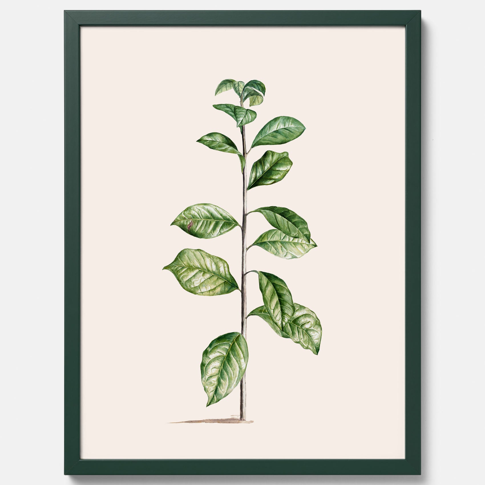 Kökstavla med Arabisk kaffeplanta Poster – Vintageaffisch med en botanisk illustration, köksposter, tavla till kök, poster till kök