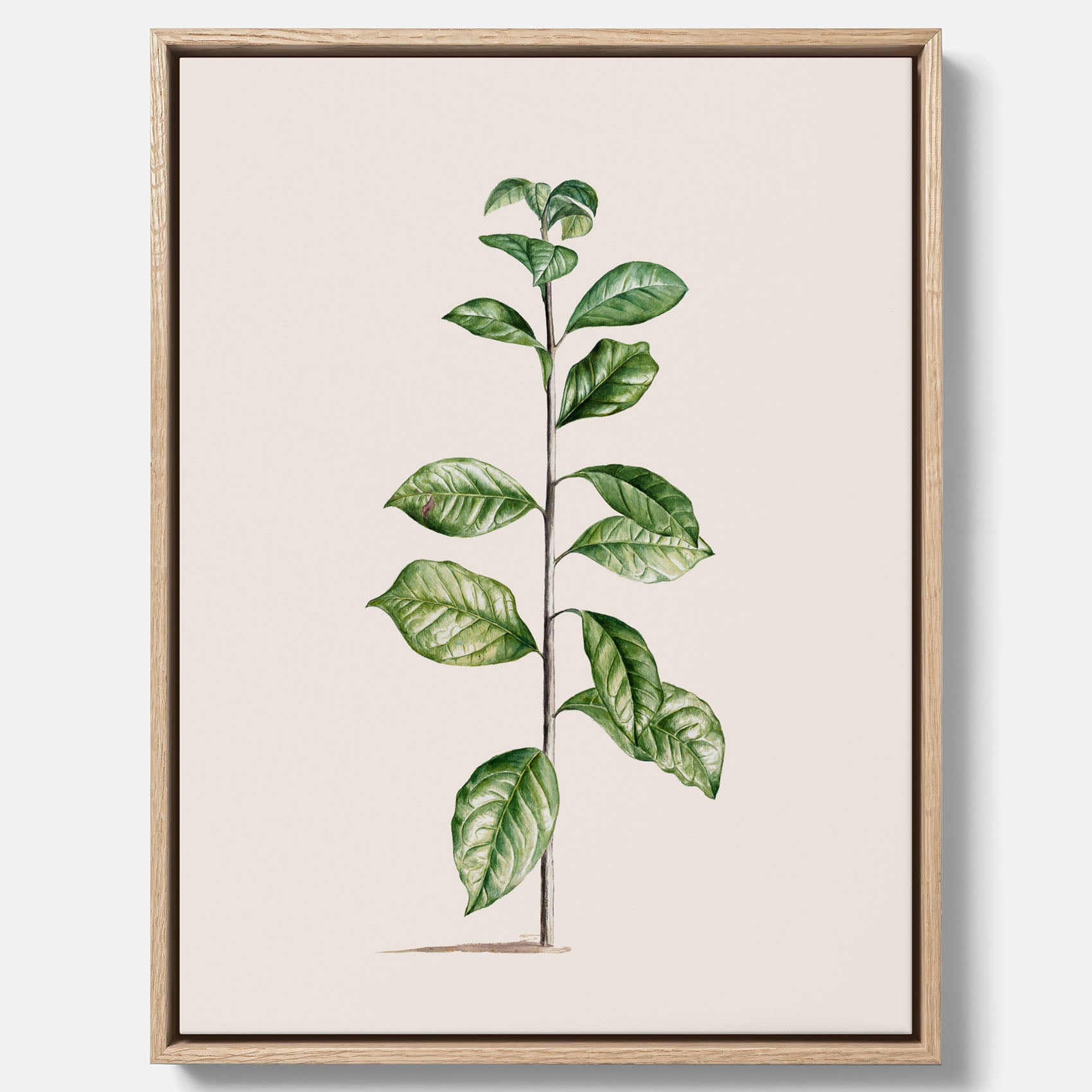 Kökstavla på canvas med Arabisk kaffeplanta Poster – Vintageaffisch med en botanisk illustration, köksposter, tavla till kök, poster till kök