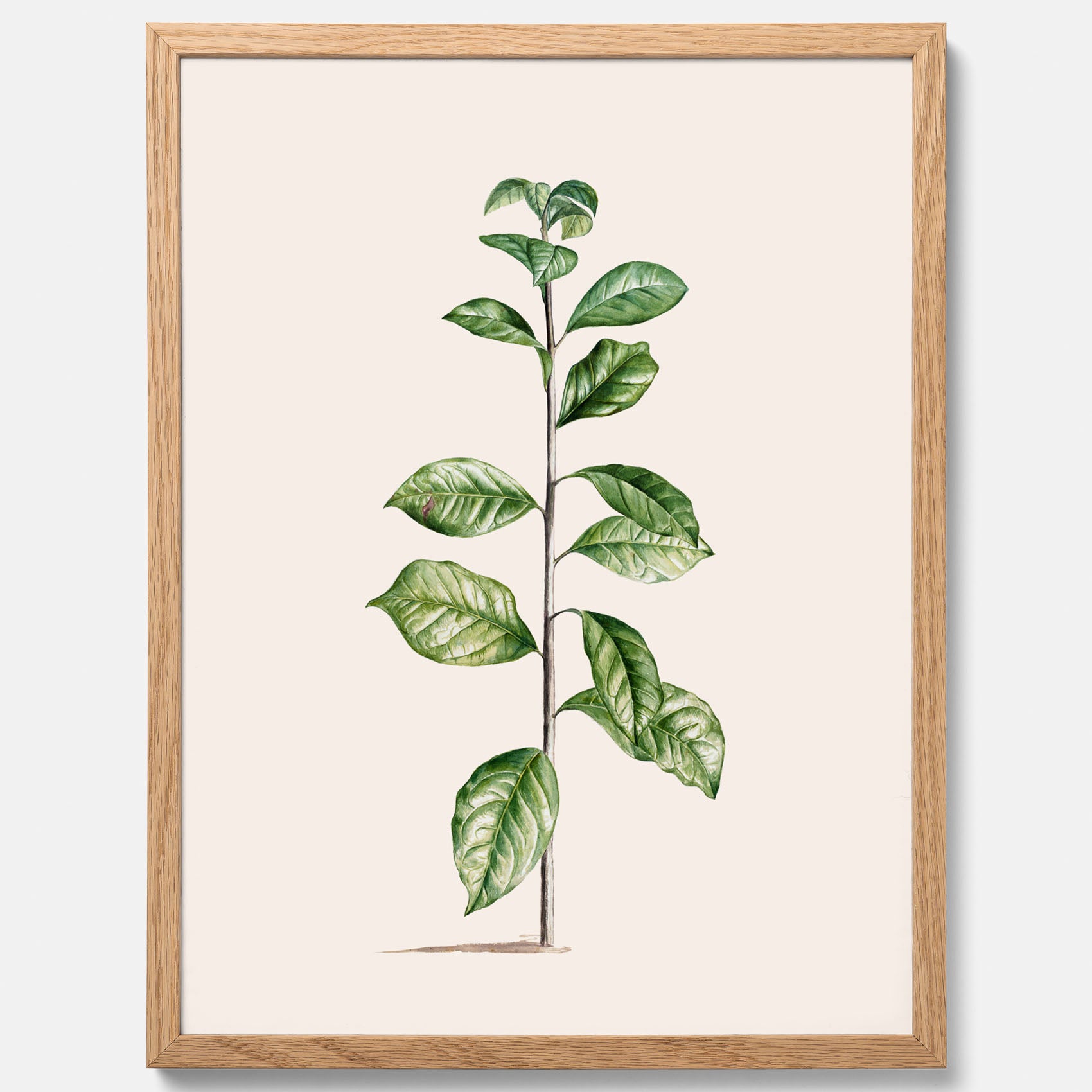 Kökstavla med Arabisk kaffeplanta Poster – Vintageaffisch med en botanisk illustration, köksposter, tavla till kök, poster till kök