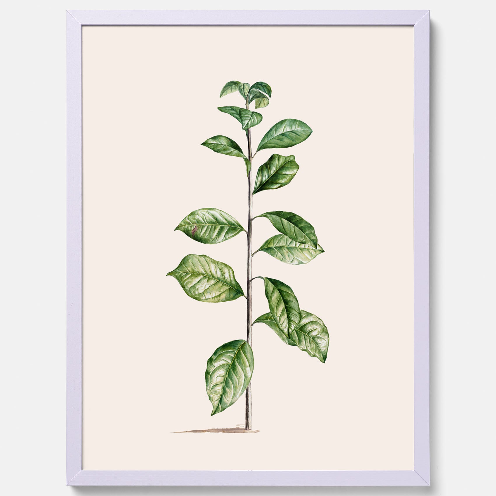 Kökstavla med Arabisk kaffeplanta Poster – Vintageaffisch med en botanisk illustration, köksposter, tavla till kök, poster till kök