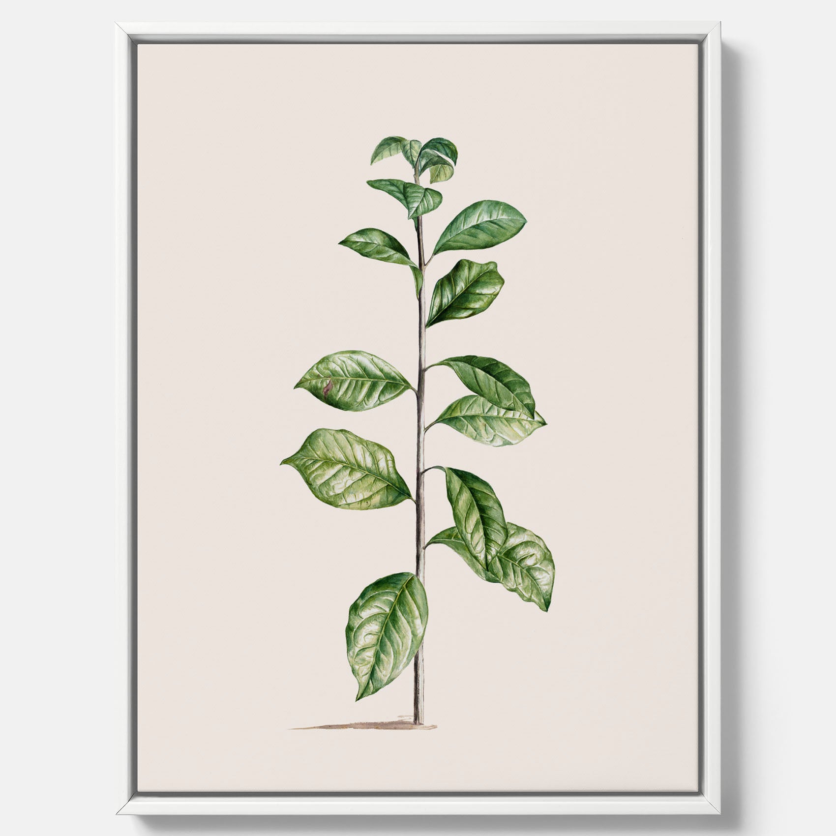 Kökstavla på canvas med Arabisk kaffeplanta Poster – Vintageaffisch med en botanisk illustration, köksposter, tavla till kök, poster till kök