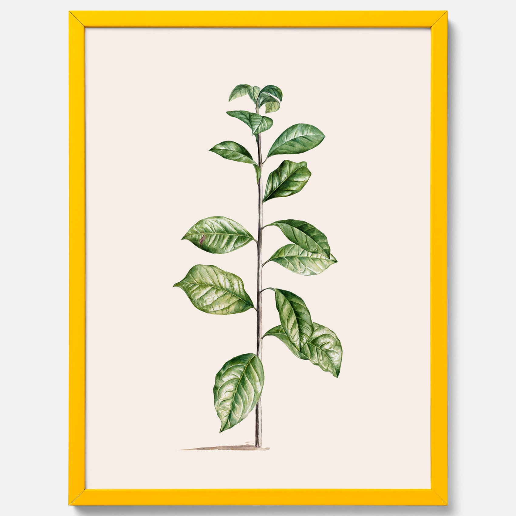 Kökstavla med Arabisk kaffeplanta Poster – Vintageaffisch med en botanisk illustration, köksposter, tavla till kök, poster till kök