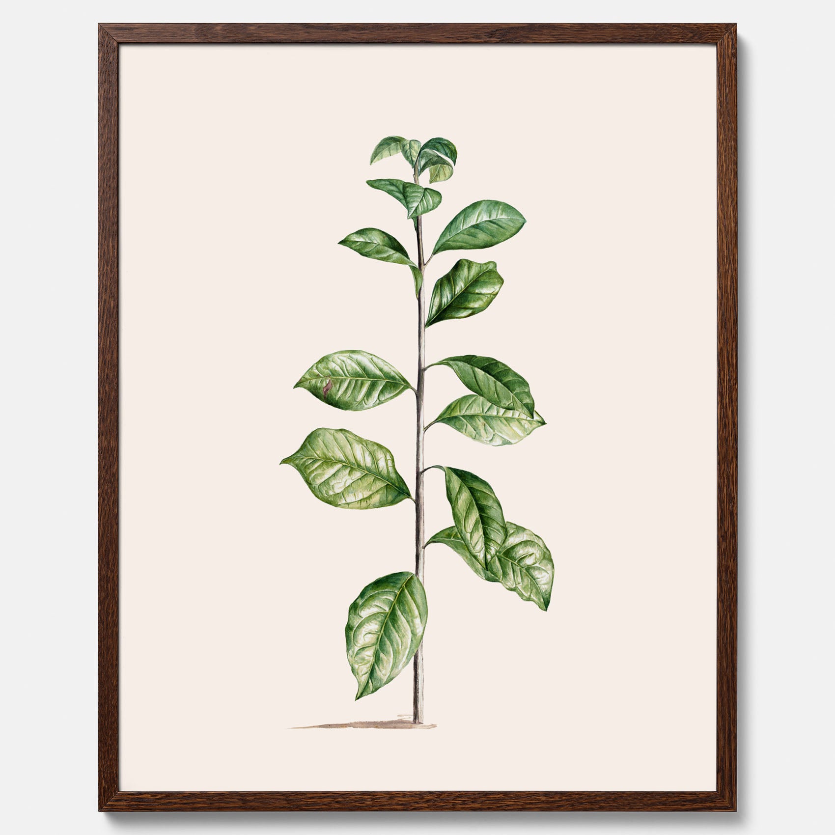 Kökstavla med Arabisk kaffeplanta Poster – Vintageaffisch med en botanisk illustration, köksposter, tavla till kök, poster till kök