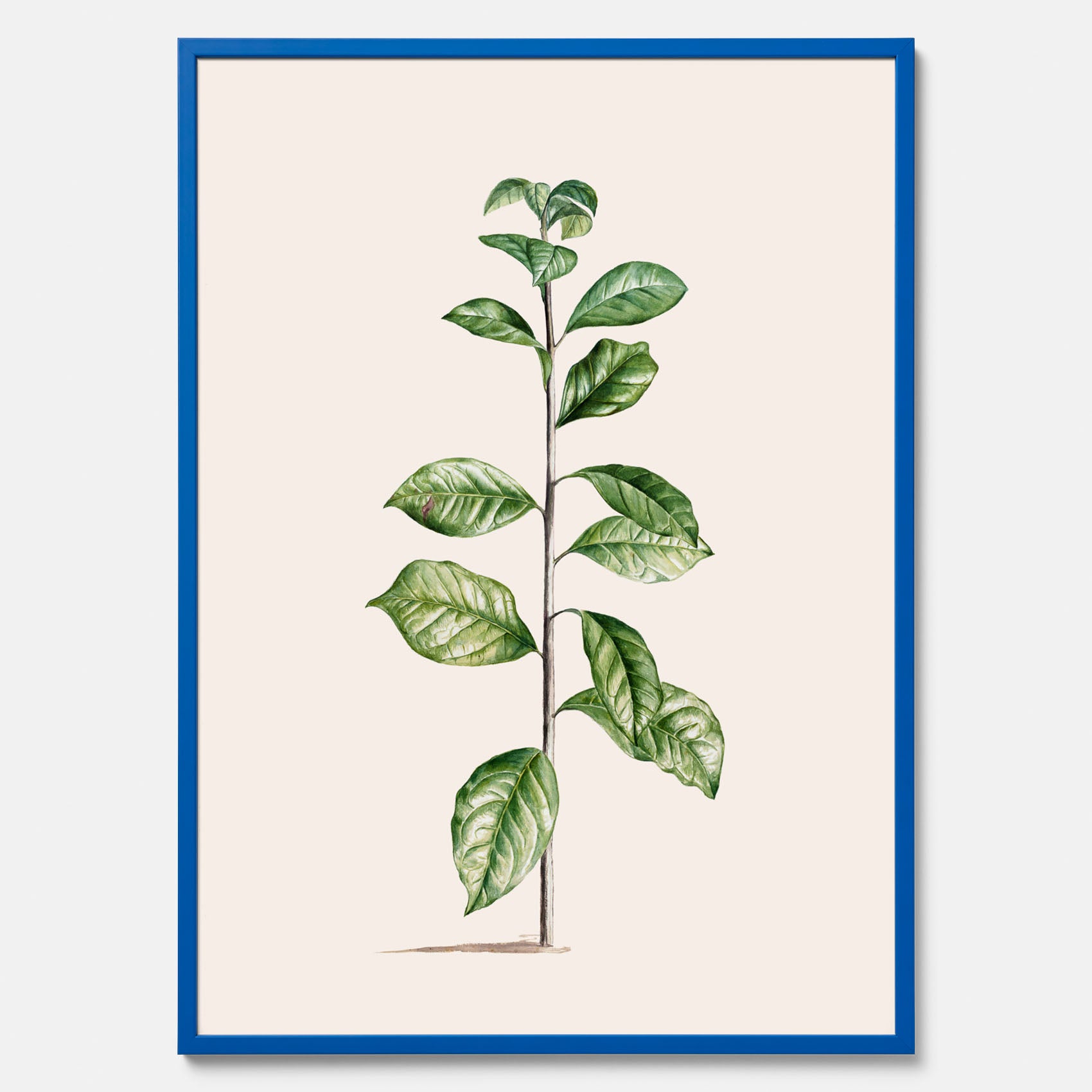 Kökstavla med Arabisk kaffeplanta Poster – Vintageaffisch med en botanisk illustration, köksposter, tavla till kök, poster till kök