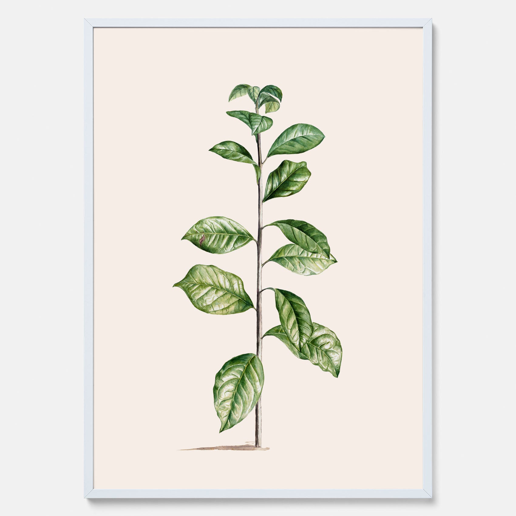 Kökstavla med Arabisk kaffeplanta Poster – Vintageaffisch med en botanisk illustration, köksposter, tavla till kök, poster till kök