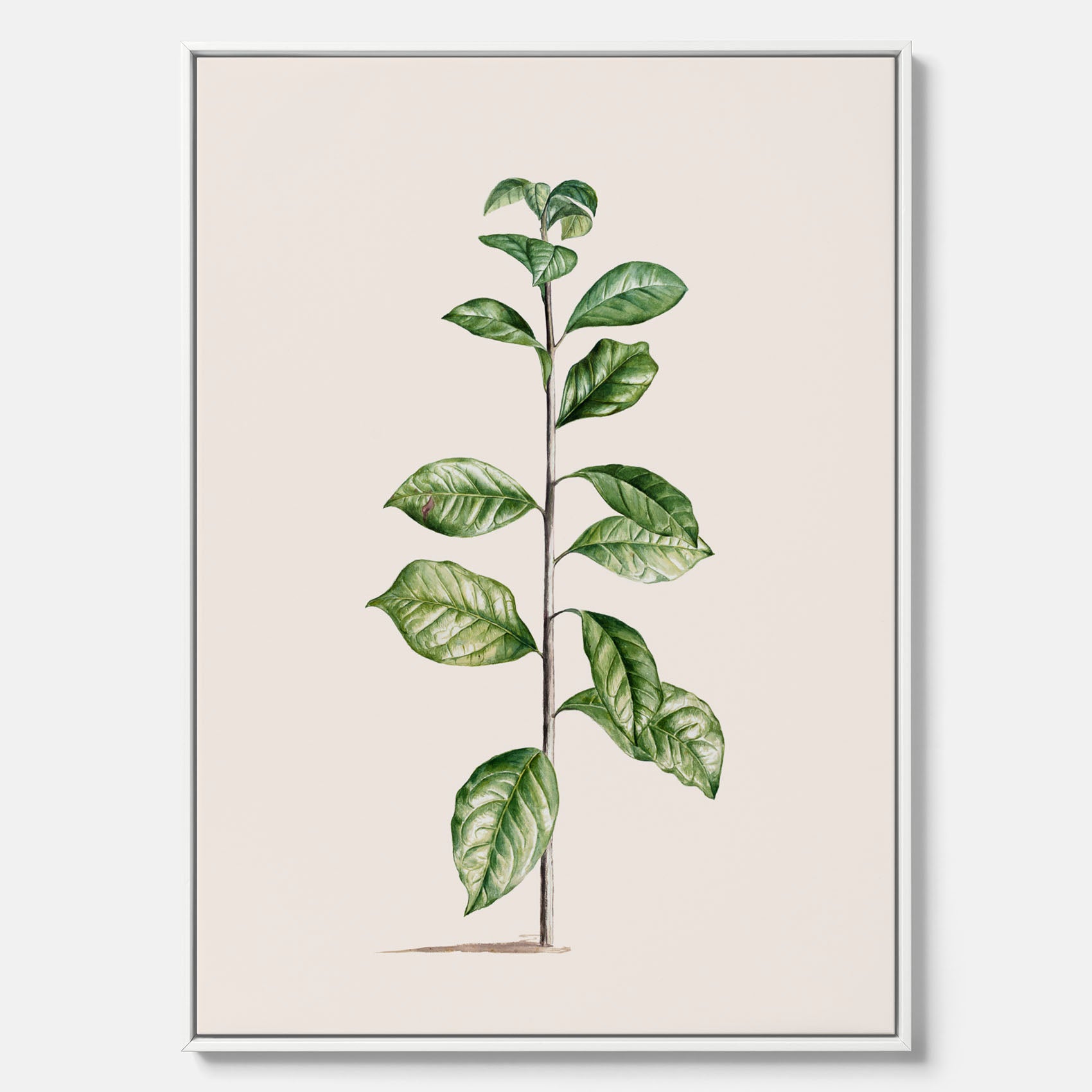 Kökstavla på canvas med Arabisk kaffeplanta Poster – Vintageaffisch med en botanisk illustration, köksposter, tavla till kök, poster till kök