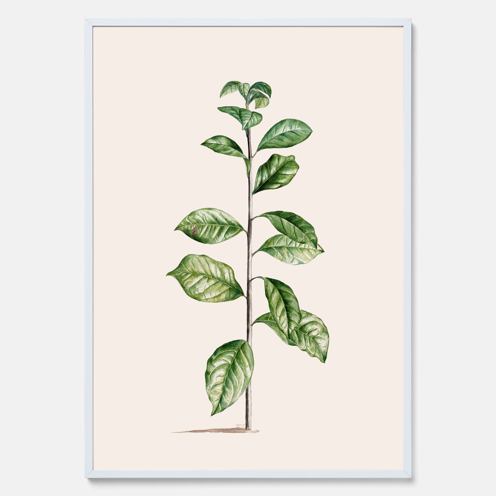 Kökstavla med Arabisk kaffeplanta Poster – Vintageaffisch med en botanisk illustration, köksposter, tavla till kök, poster till kök
