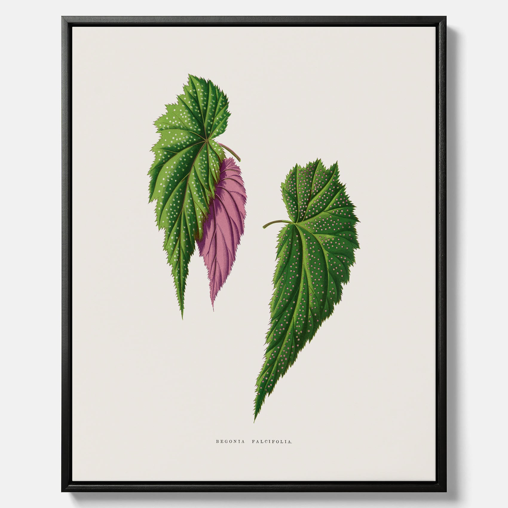 Canvas tavla med en begoniaillustration av Benjamin Fawcett från boken Les Plantes à Feuillage Coloré