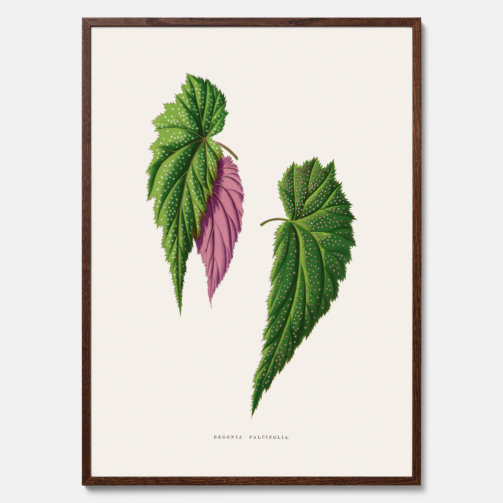 Poster med en begoniaillustration av Benjamin Fawcett från boken Les Plantes à Feuillage Coloré