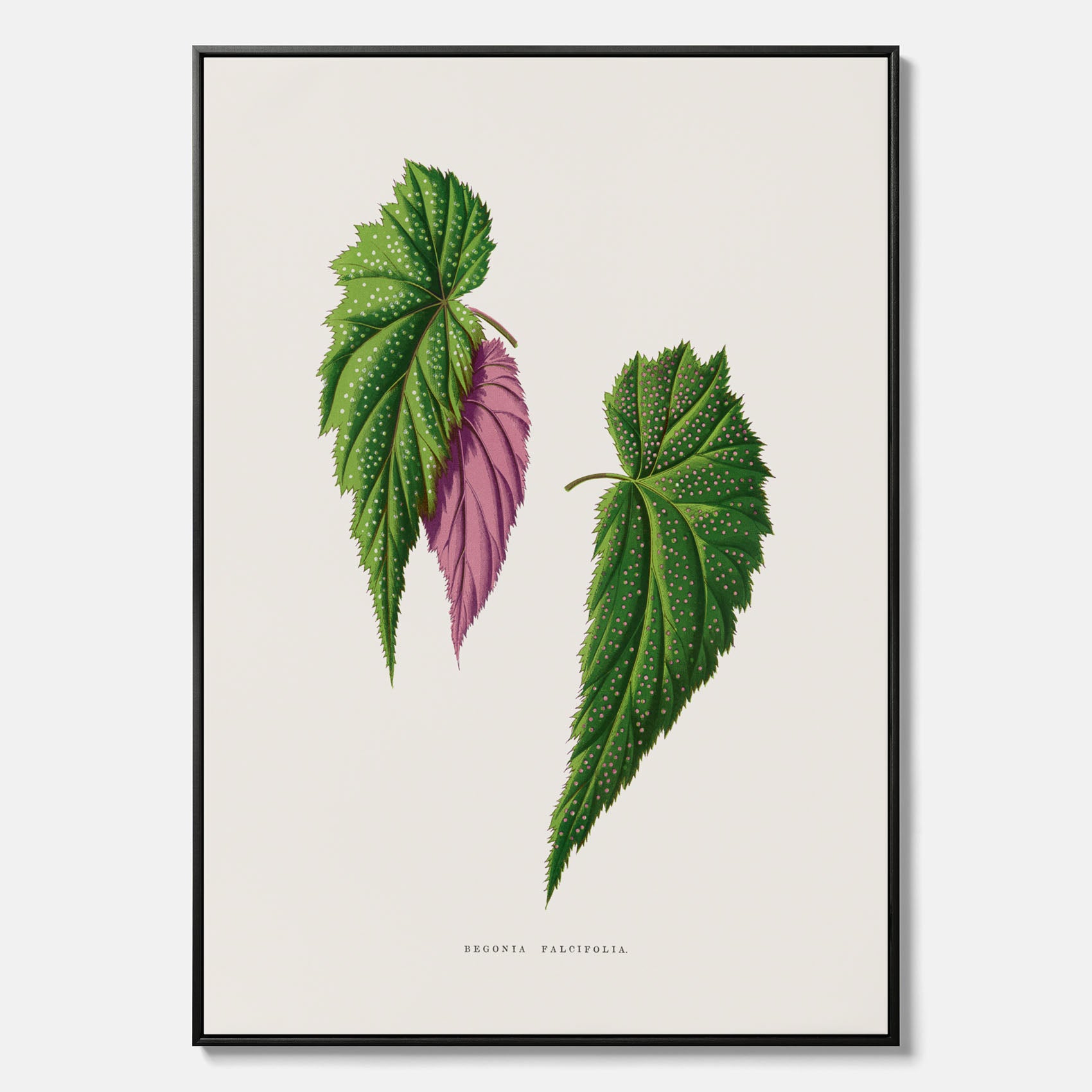 Canvas tavla med en begoniaillustration av Benjamin Fawcett från boken Les Plantes à Feuillage Coloré