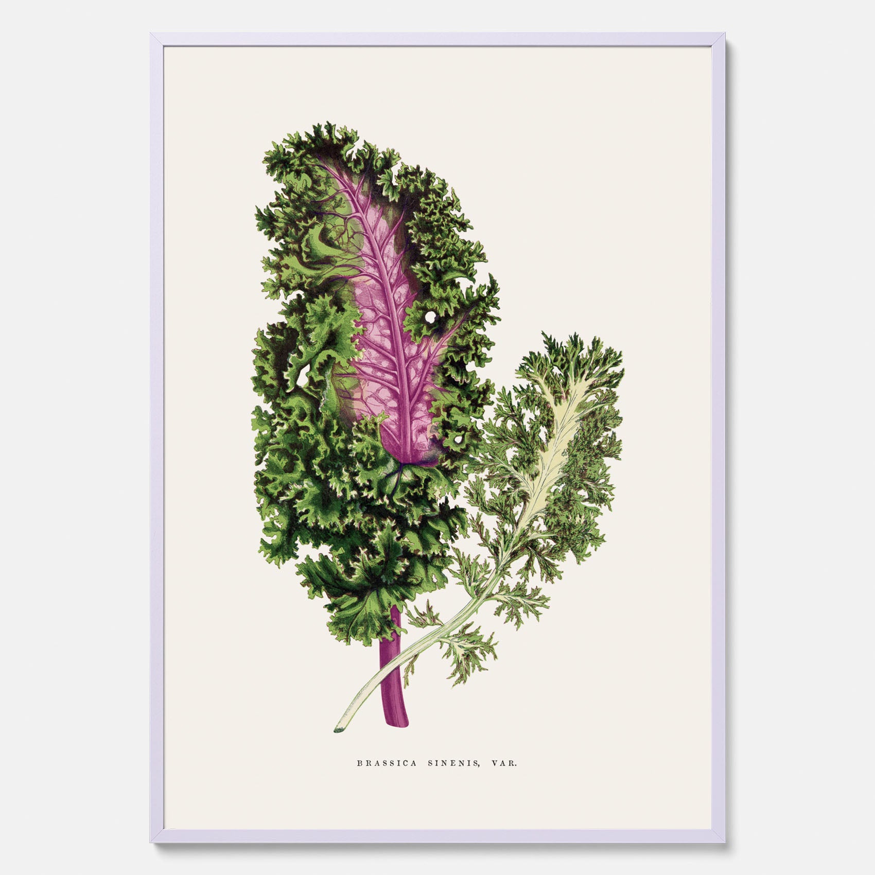Vintageposter med en illustration av Brassica Sinenis från boken "Les Plantes à Feuillage Coloré"