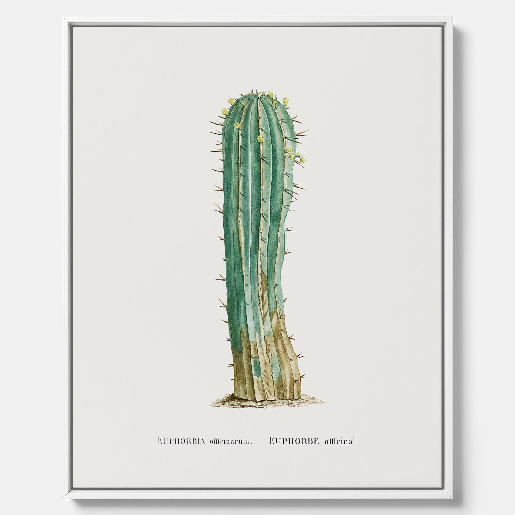 Vintagetavla i canvas med en illustration av en kaktus