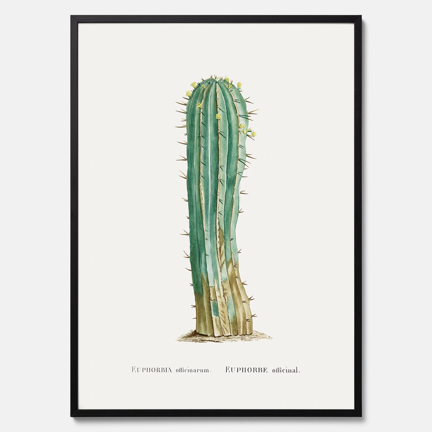Vintageposter med en illustration av en kaktus
