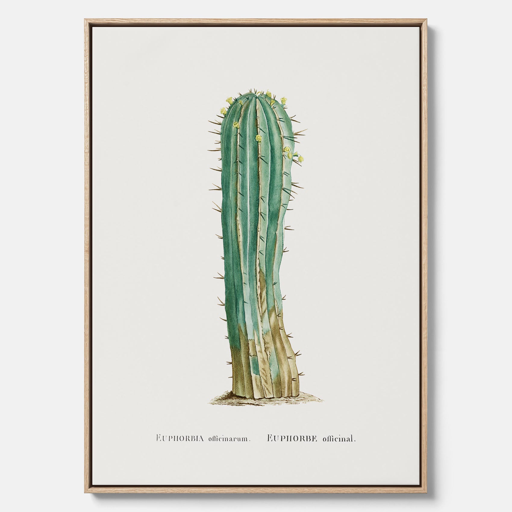 Vintagetavla i canvas med en illustration av en kaktus