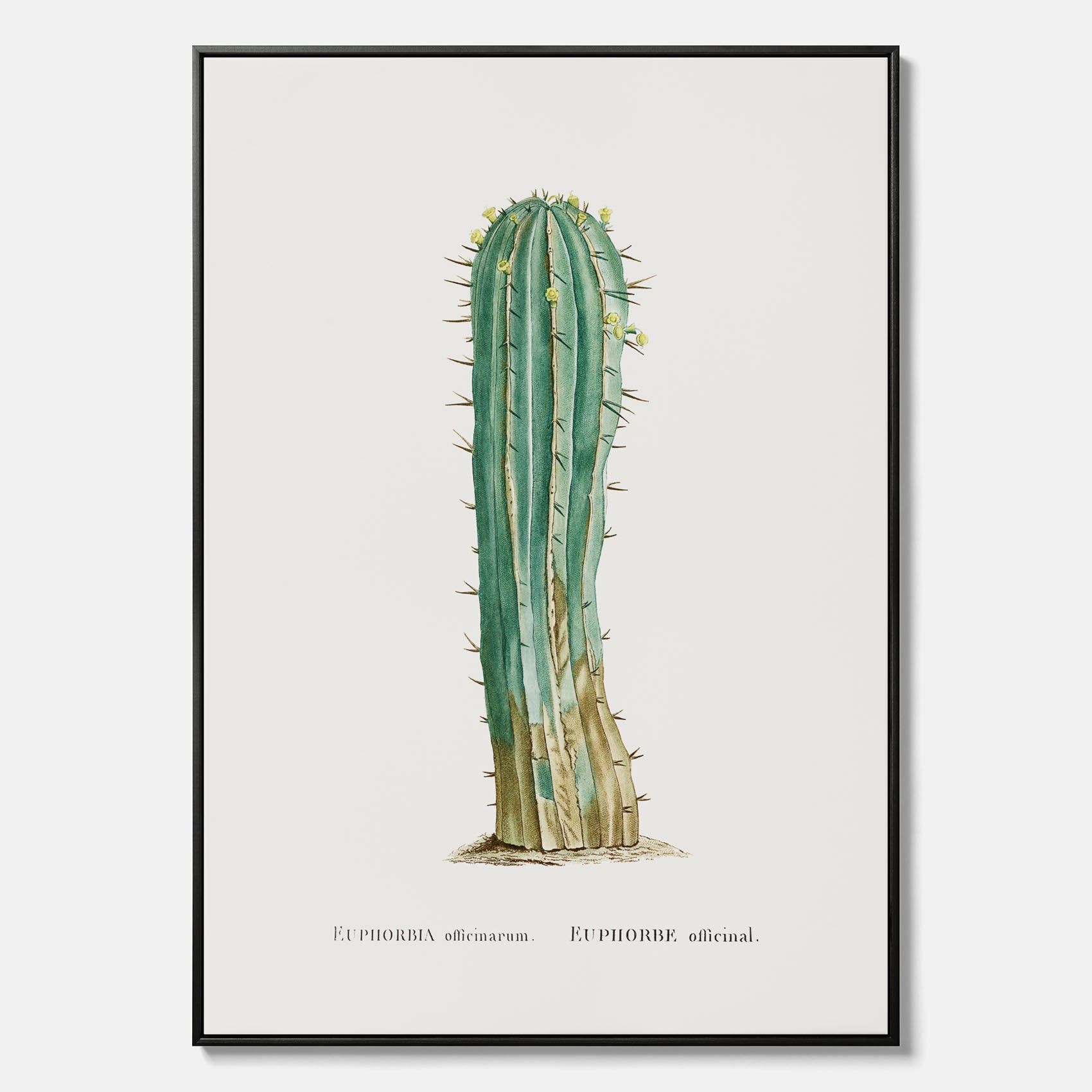 Vintagetavla i canvas med en illustration av en kaktus