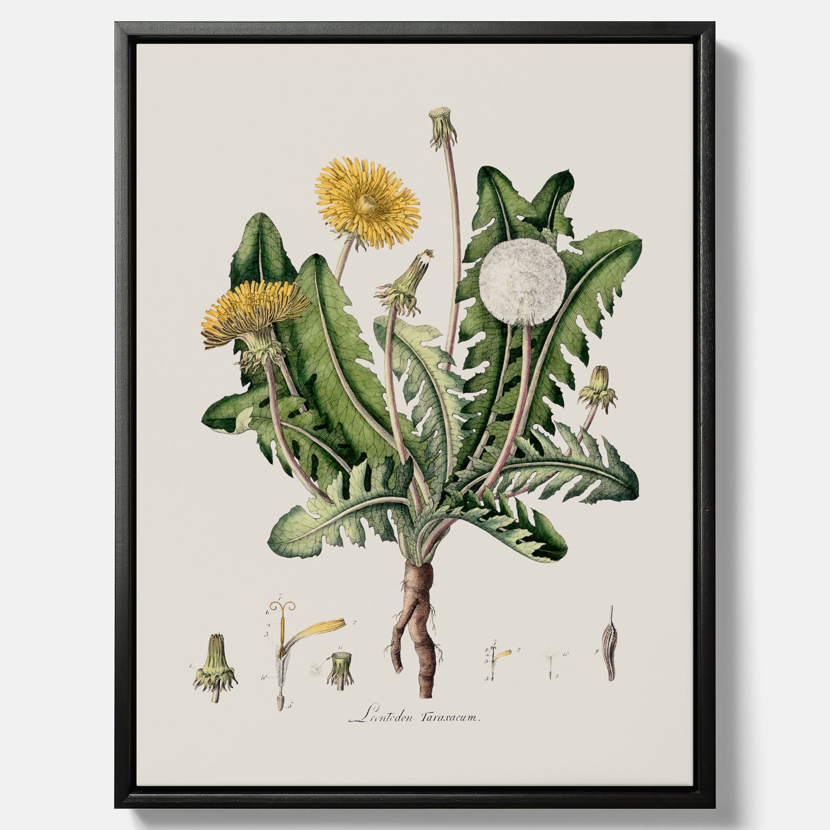Maskros canvas – Botanisk poster, vintage, skolposter