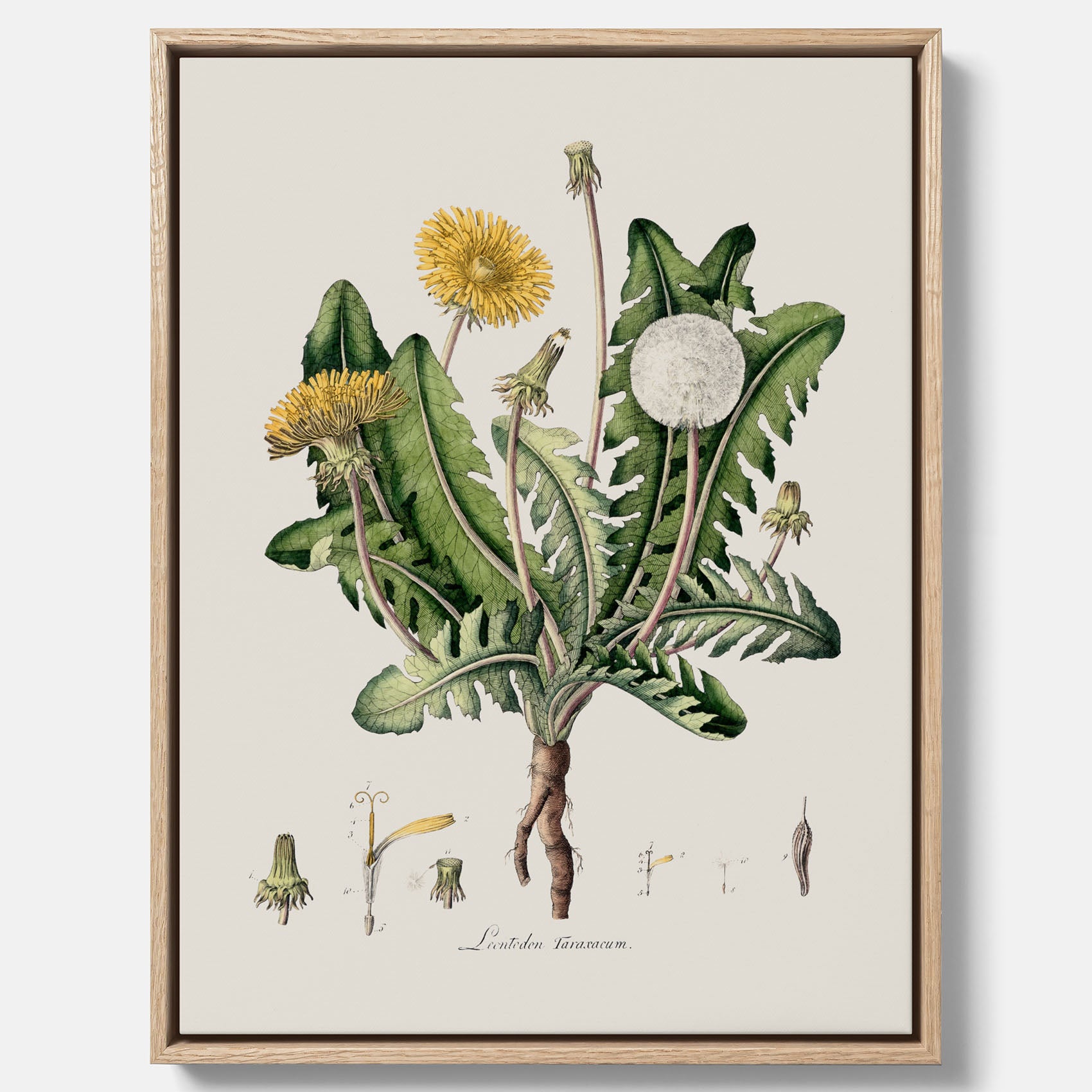 Maskros canvas – Botanisk poster, vintage, skolposter