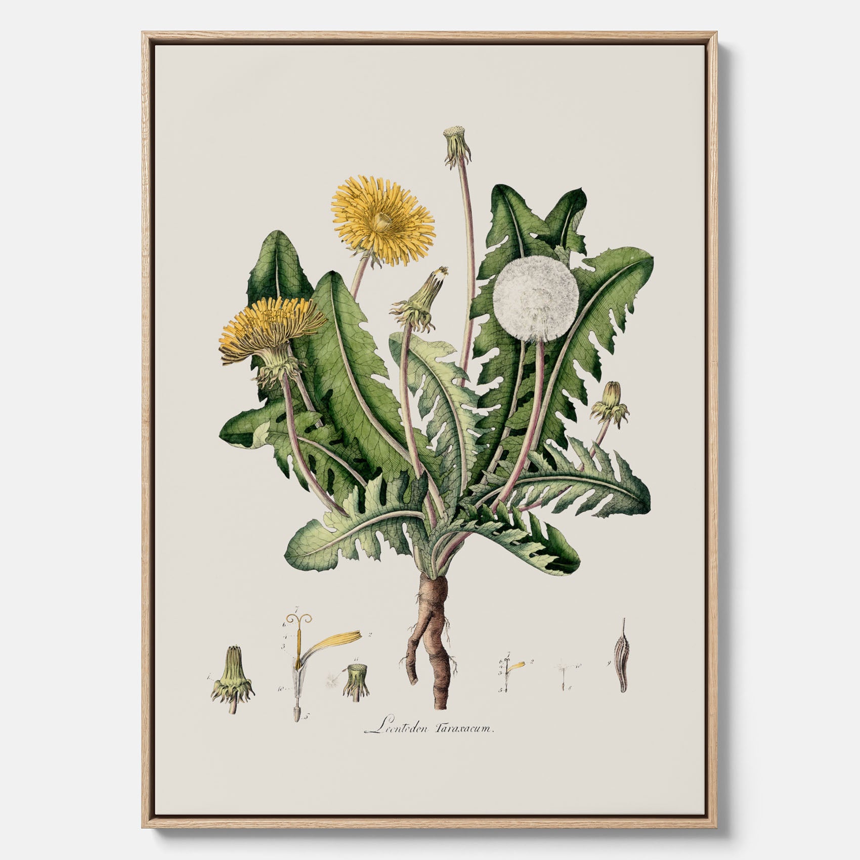 Maskros canvas – Botanisk poster, vintage, skolposter