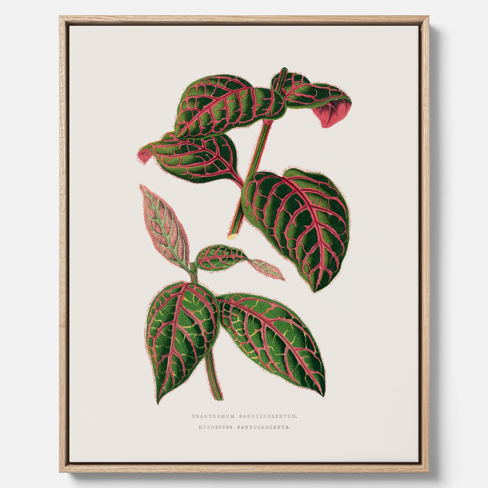 En vintageposter med en illustration av Eranthemum på canvas