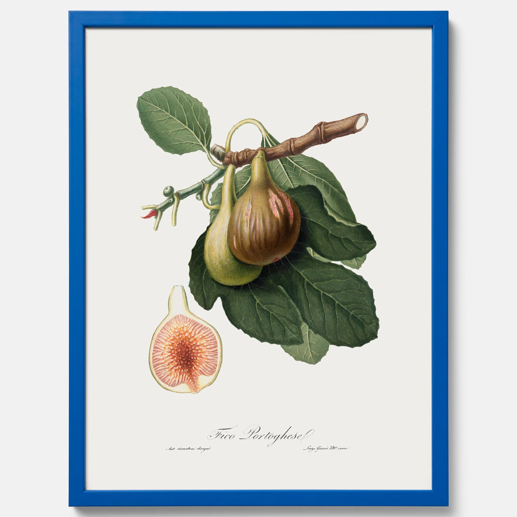 Kökstavla med ett Fikon Poster – Posters till köket, vintageposter med en botanisk illustration av Giorgio Gallesio, köksposter, tavla till kök