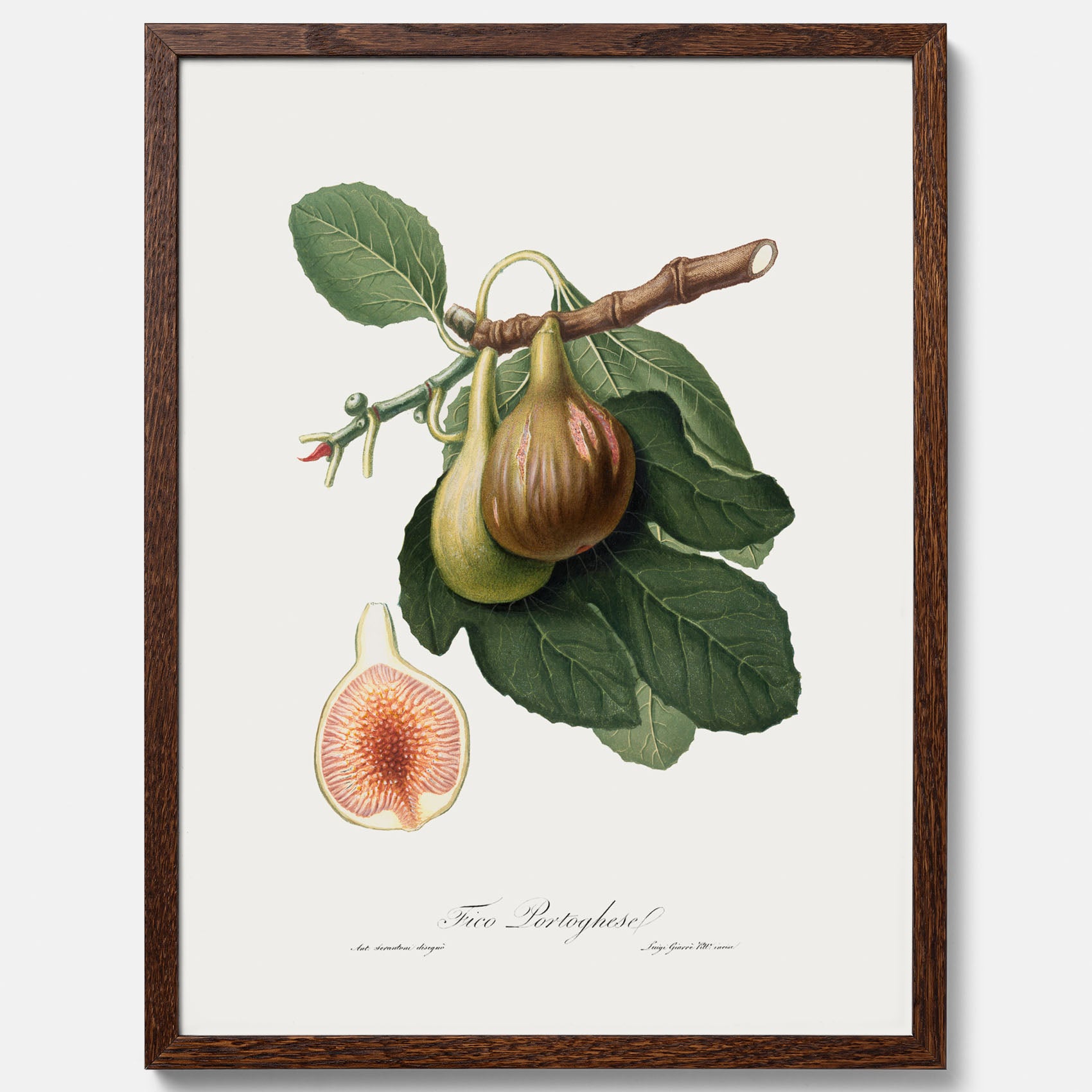 Kökstavla med ett Fikon Poster – Posters till köket, vintageposter med en botanisk illustration av Giorgio Gallesio, köksposter, tavla till kök