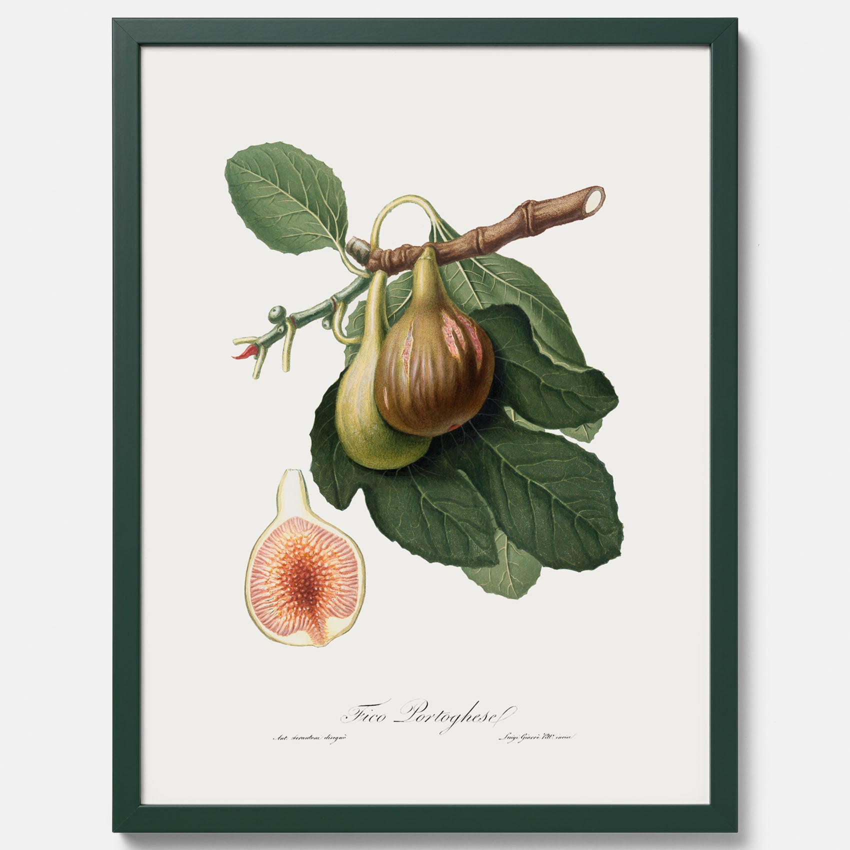 Kökstavla med ett Fikon Poster – Posters till köket, vintageposter med en botanisk illustration av Giorgio Gallesio, köksposter, tavla till kök