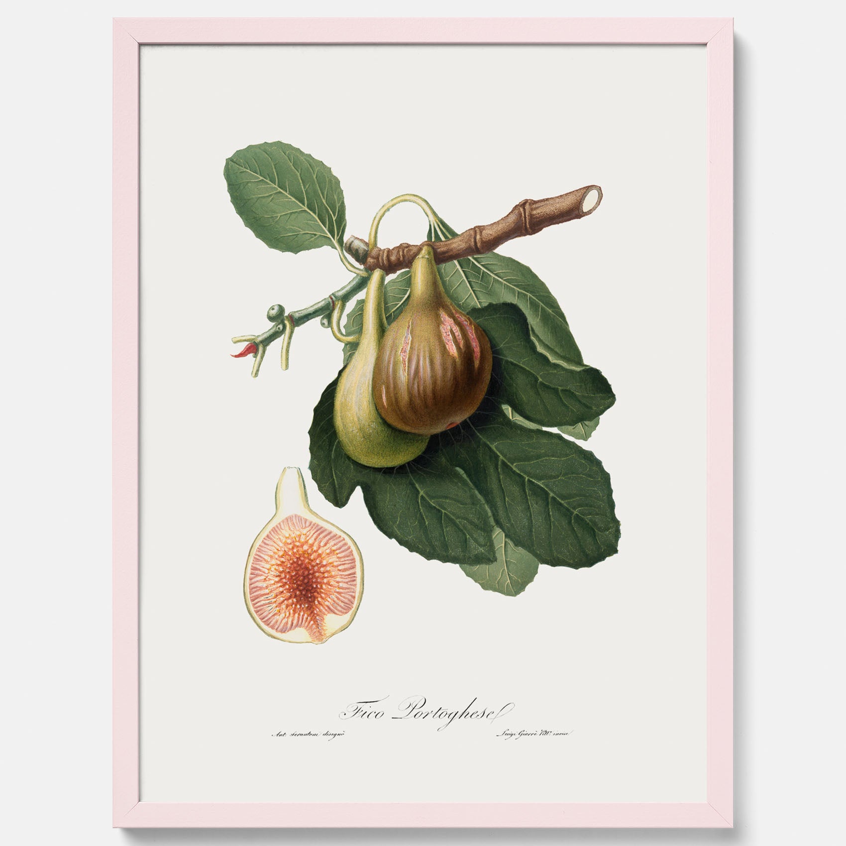 Kökstavla med ett Fikon Poster – Posters till köket, vintageposter med en botanisk illustration av Giorgio Gallesio, köksposter, tavla till kök