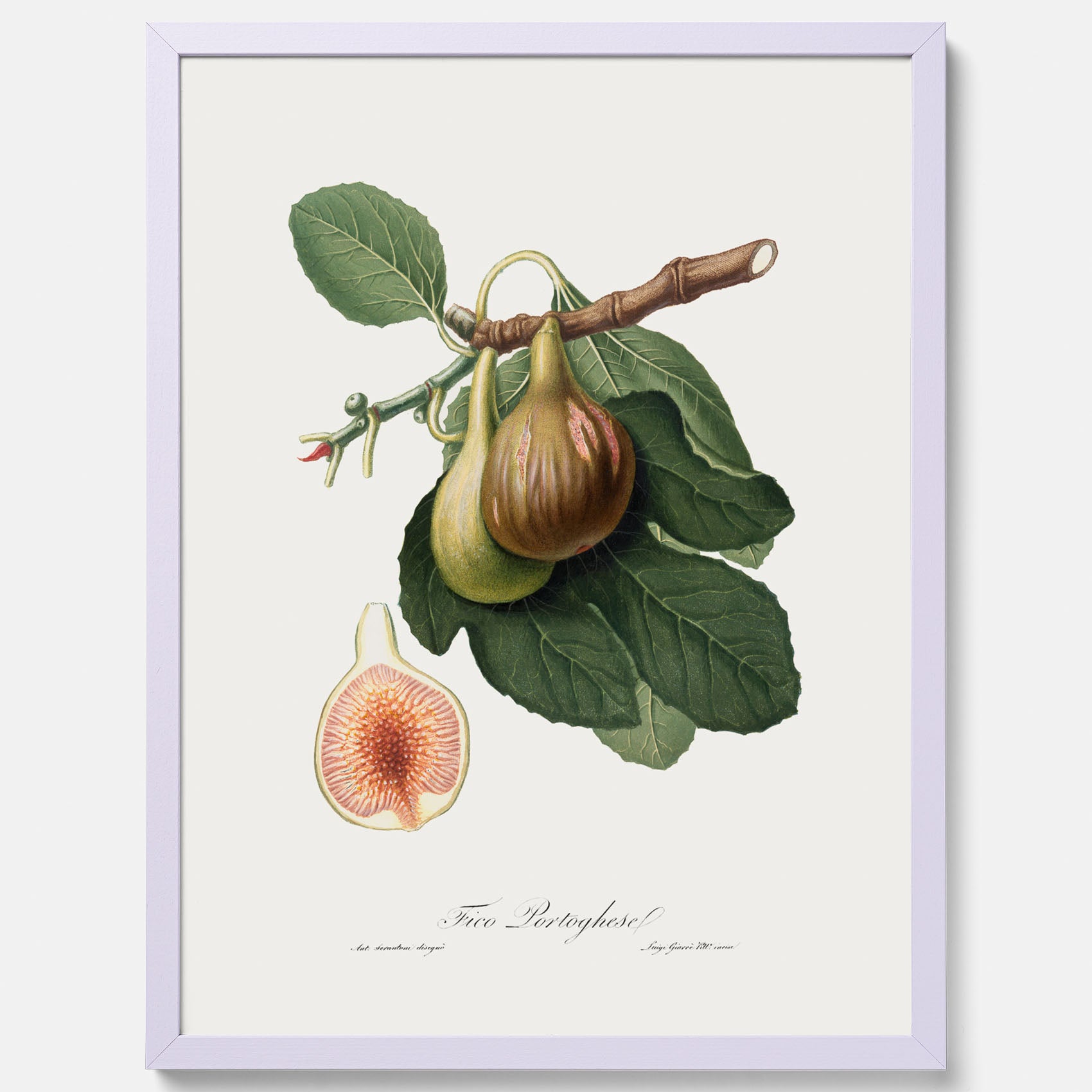 Kökstavla med ett Fikon Poster – Posters till köket, vintageposter med en botanisk illustration av Giorgio Gallesio, köksposter, tavla till kök