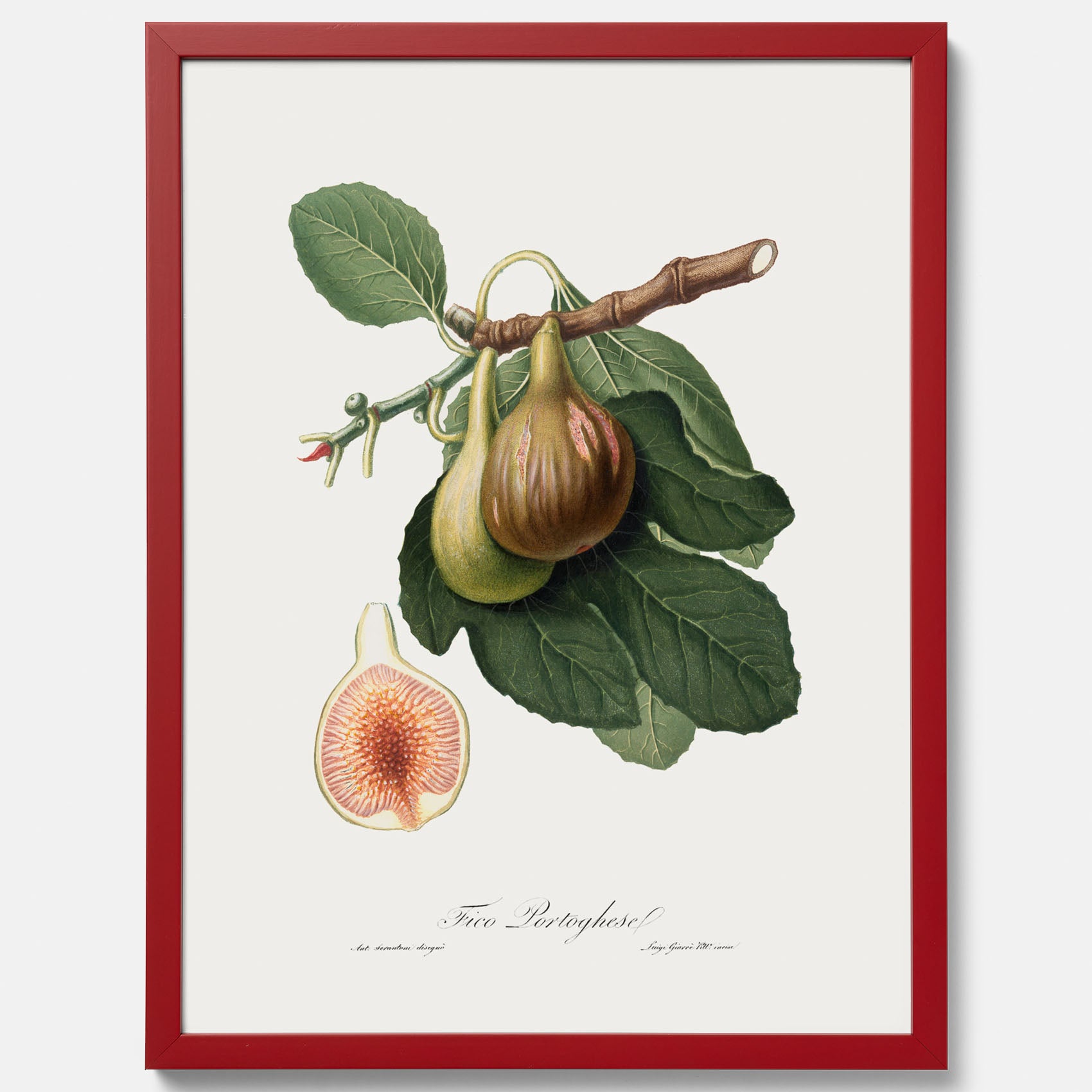 Kökstavla med ett Fikon Poster – Posters till köket, vintageposter med en botanisk illustration av Giorgio Gallesio, köksposter, tavla till kök