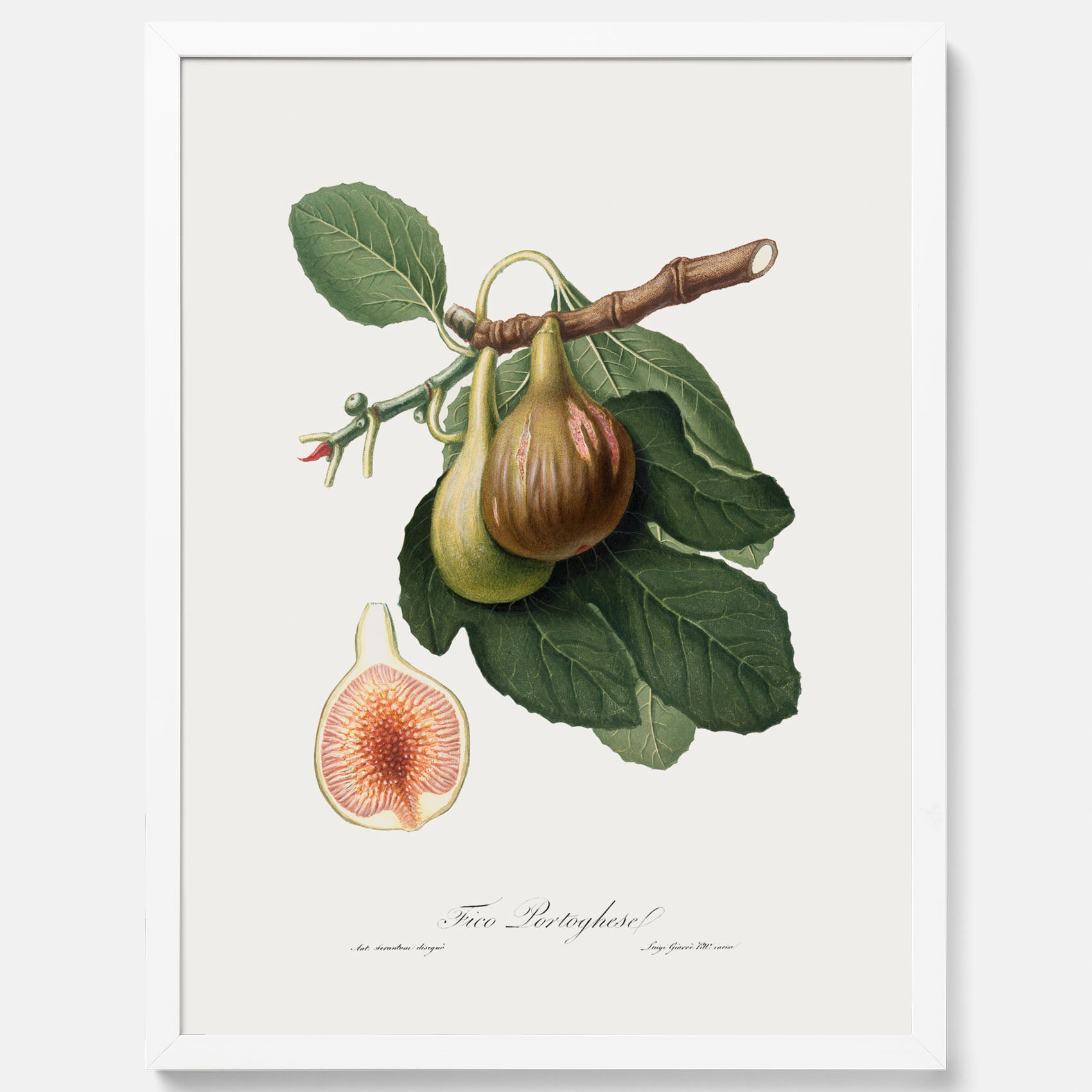 Kökstavla med ett Fikon Poster – Posters till köket, vintageposter med en botanisk illustration av Giorgio Gallesio, köksposter, tavla till kök