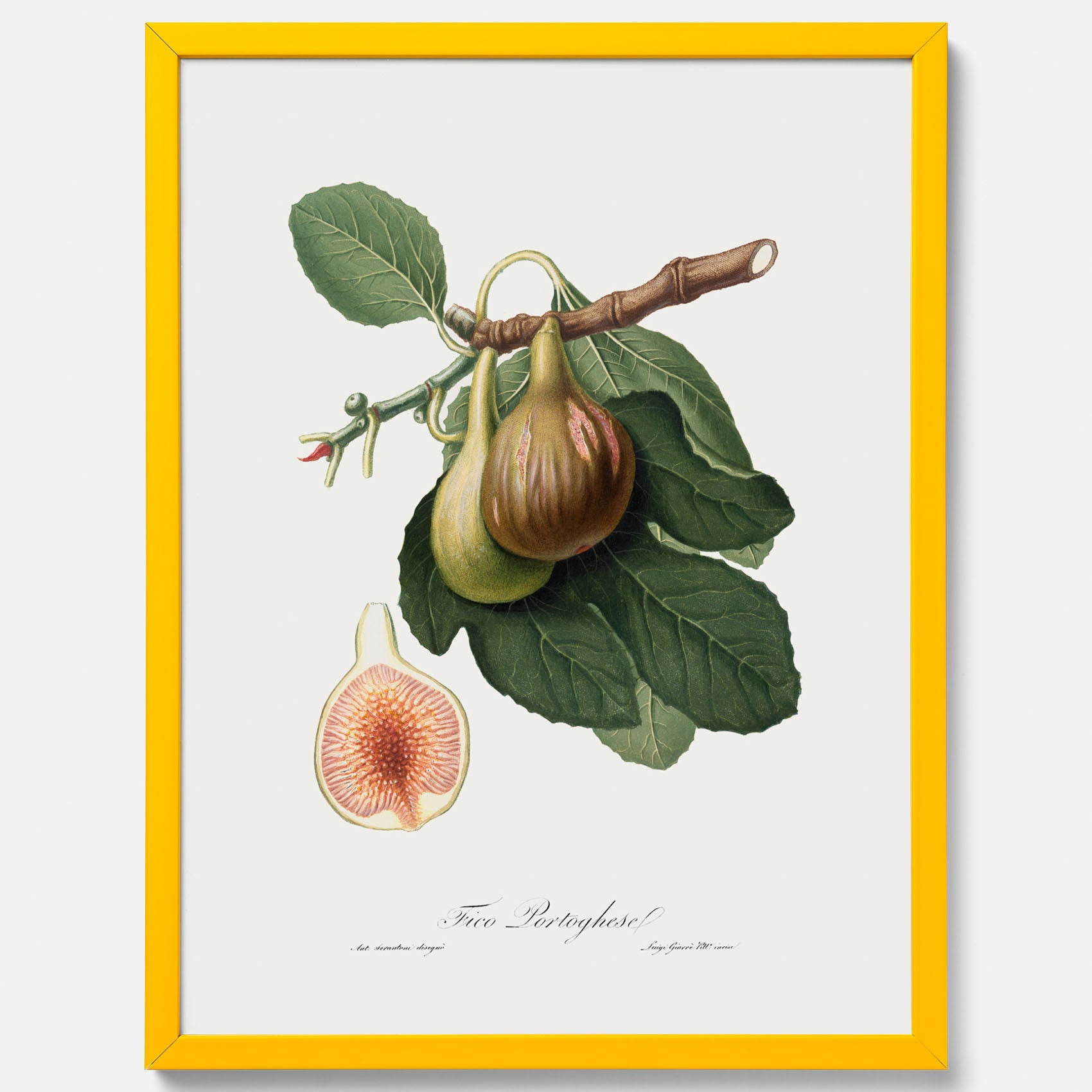 Kökstavla med ett Fikon Poster – Posters till köket, vintageposter med en botanisk illustration av Giorgio Gallesio, köksposter, tavla till kök