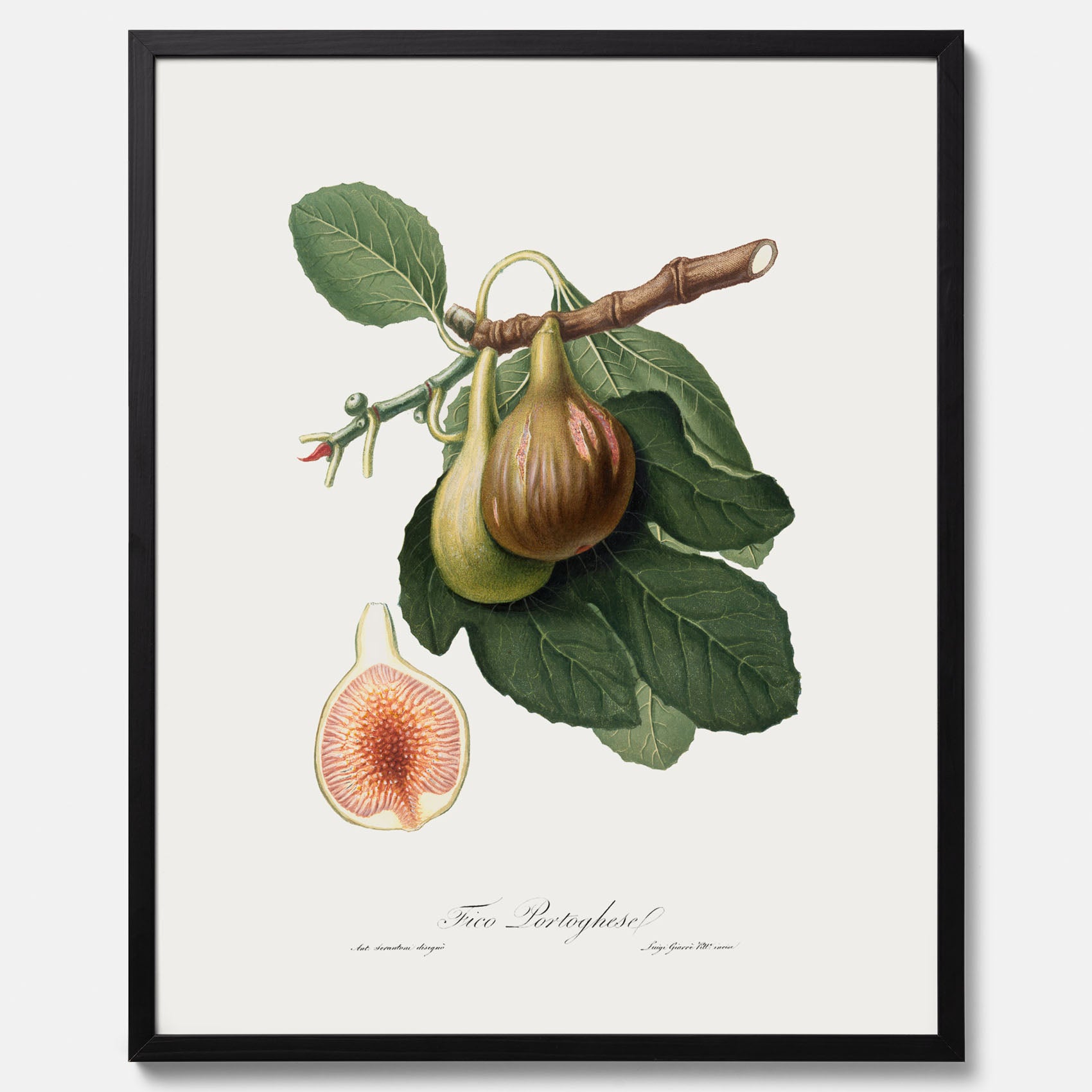 Kökstavla med ett Fikon Poster – Posters till köket, vintageposter med en botanisk illustration av Giorgio Gallesio, köksposter, tavla till kök