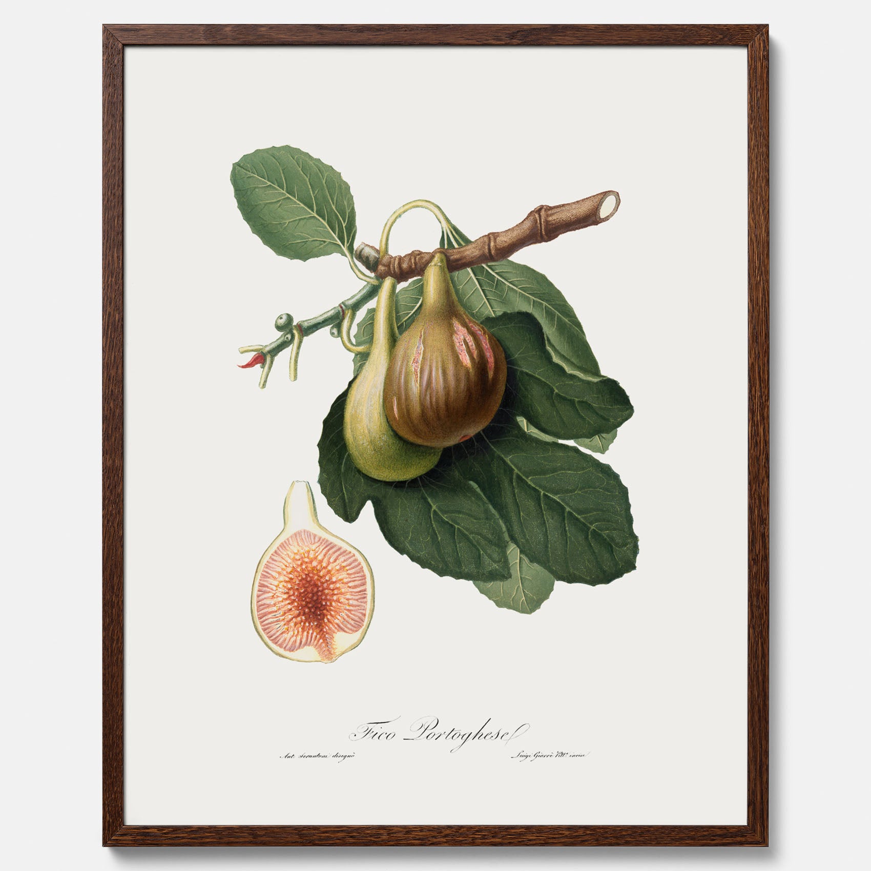 Kökstavla med ett Fikon Poster – Posters till köket, vintageposter med en botanisk illustration av Giorgio Gallesio, köksposter, tavla till kök