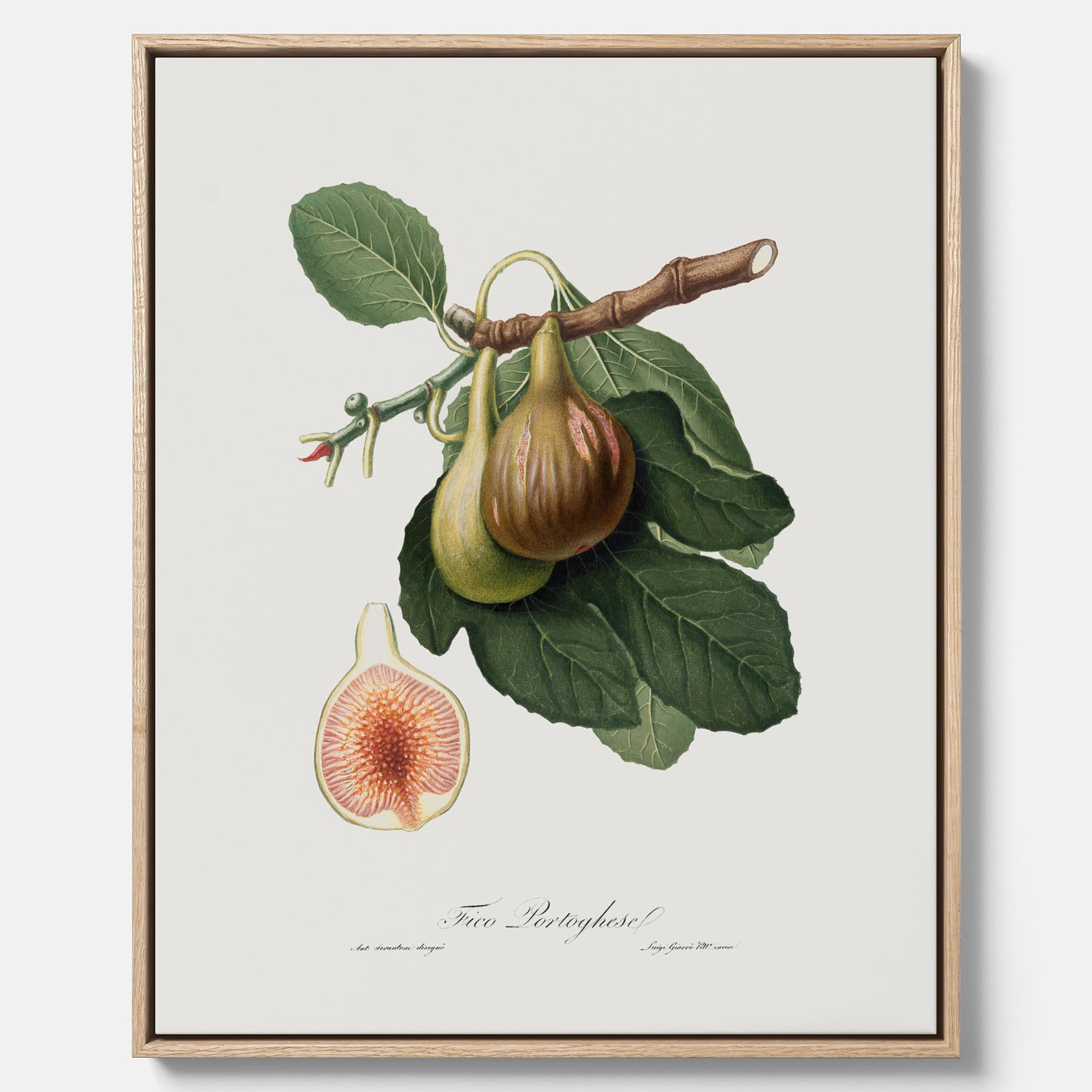 Kökstavla med ett Fikon canvas – Posters till köket, vintageposter med en botanisk illustration av Giorgio Gallesio, köksposter, tavla till kök