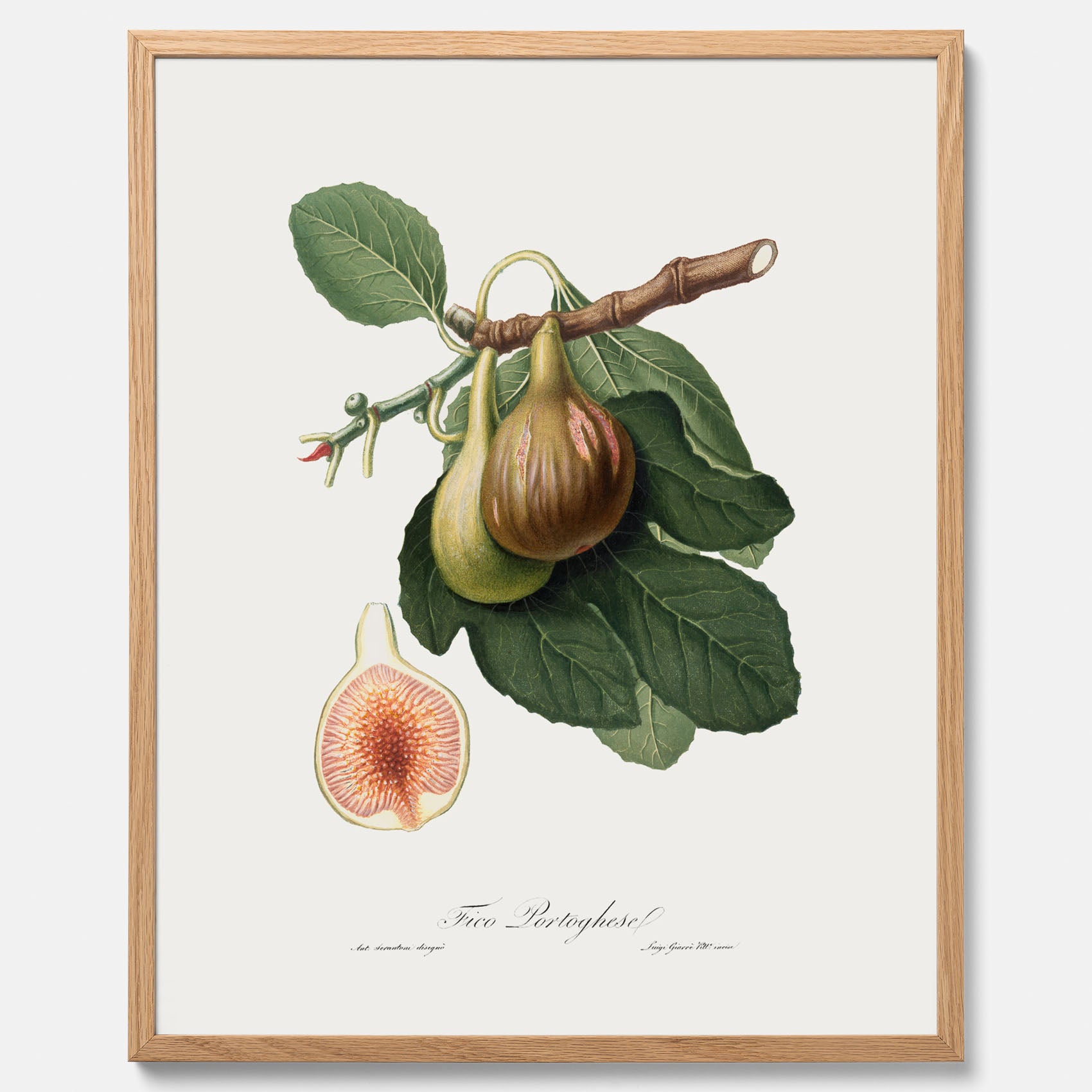 Kökstavla med ett Fikon Poster – Posters till köket, vintageposter med en botanisk illustration av Giorgio Gallesio, köksposter, tavla till kök