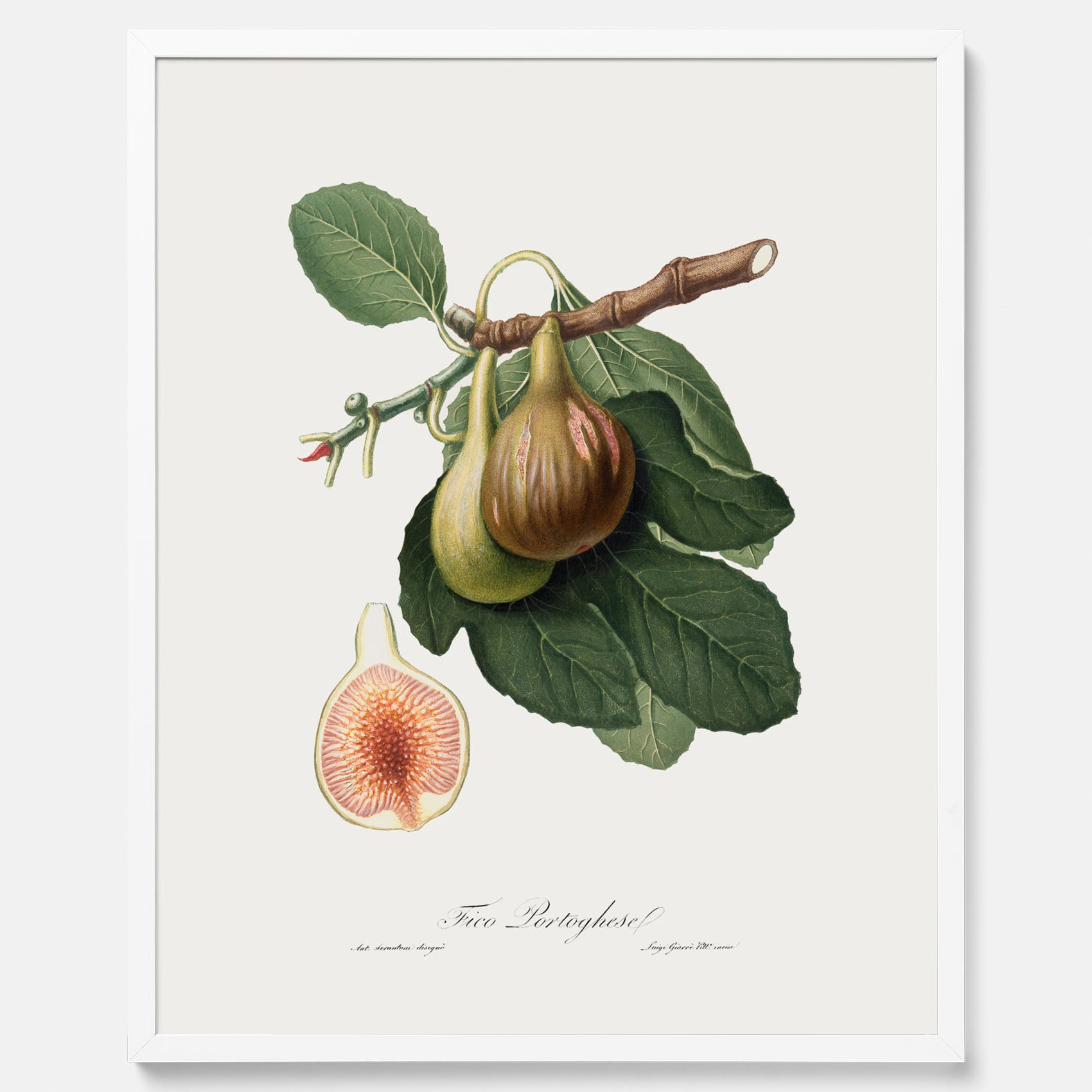 Kökstavla med ett Fikon Poster – Posters till köket, vintageposter med en botanisk illustration av Giorgio Gallesio, köksposter, tavla till kök