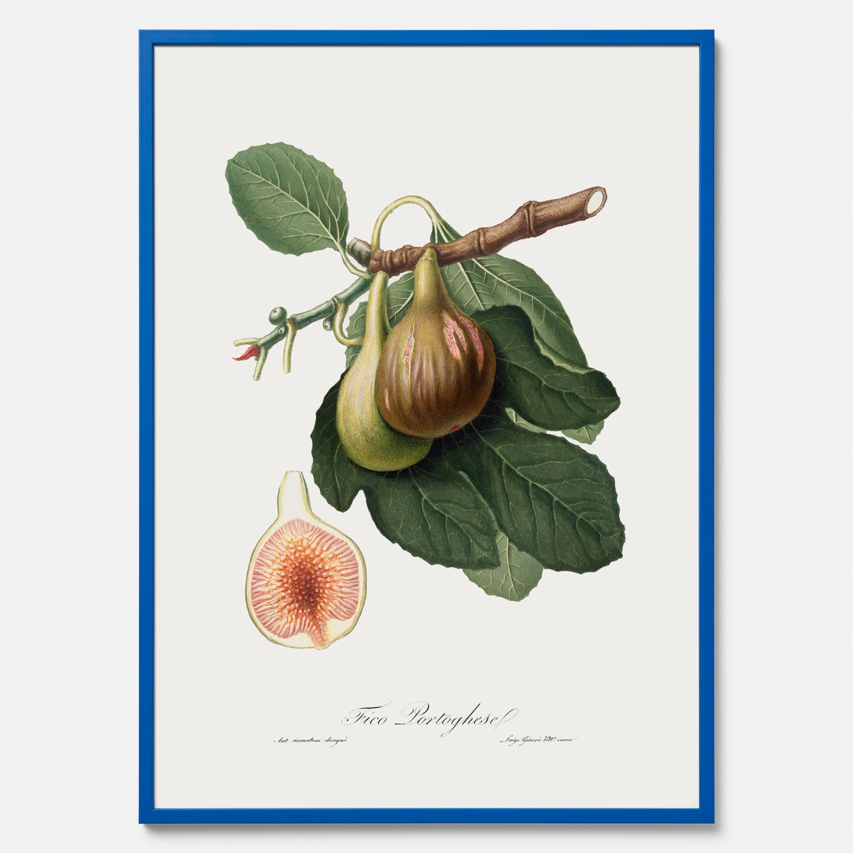 Kökstavla med ett Fikon Poster – Posters till köket, vintageposter med en botanisk illustration av Giorgio Gallesio, köksposter, tavla till kök