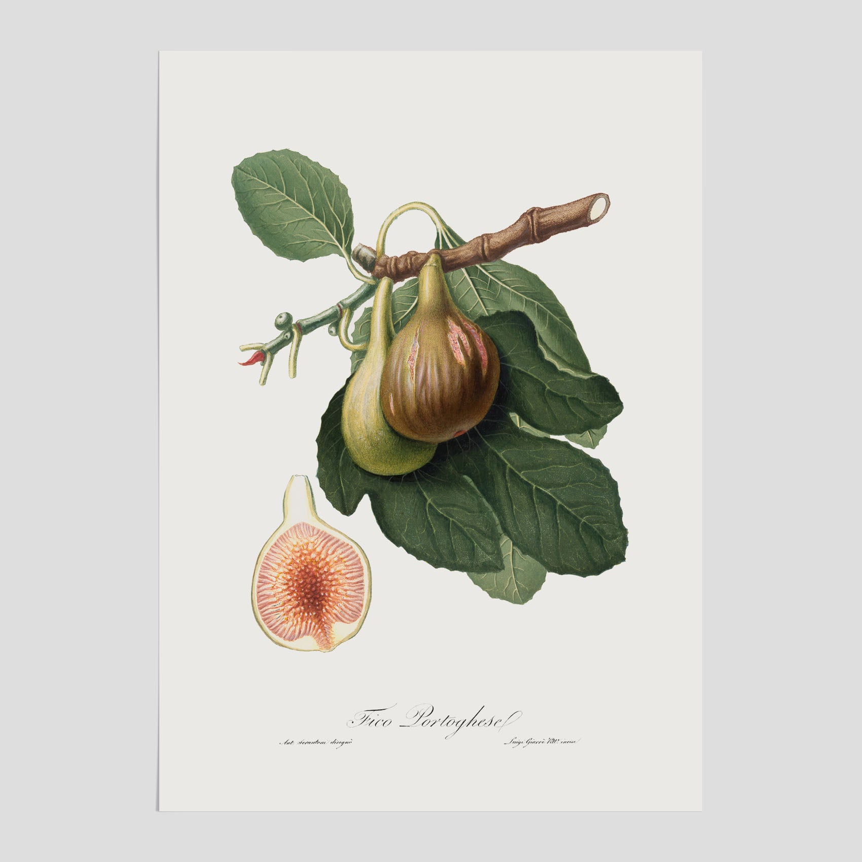 Kökstavla med ett Fikon Poster – Posters till köket, vintageposter med en botanisk illustration av Giorgio Gallesio, köksposter, tavla till kök