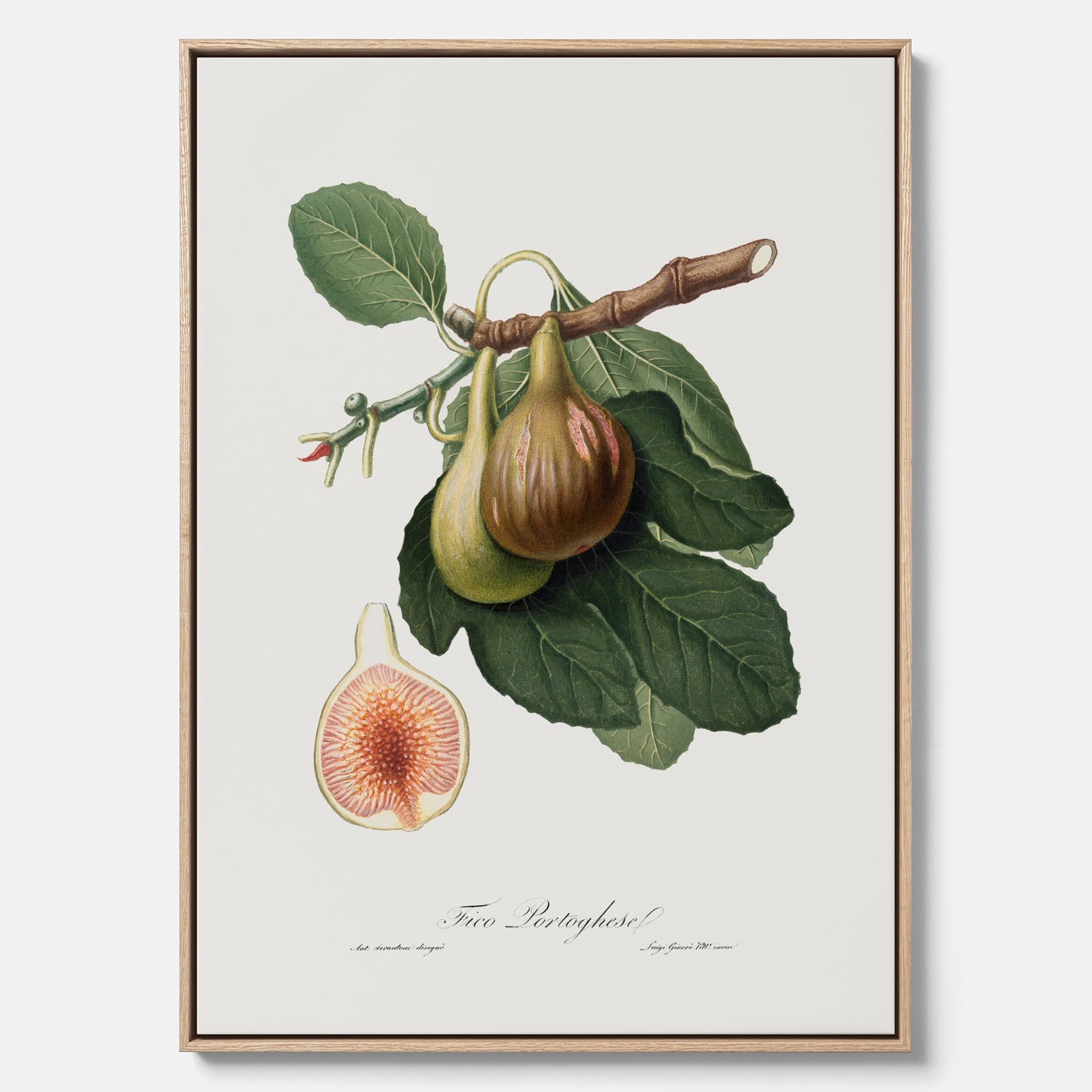 Kökstavla med ett Fikon canvas – Posters till köket, vintageposter med en botanisk illustration av Giorgio Gallesio, köksposter, tavla till kök