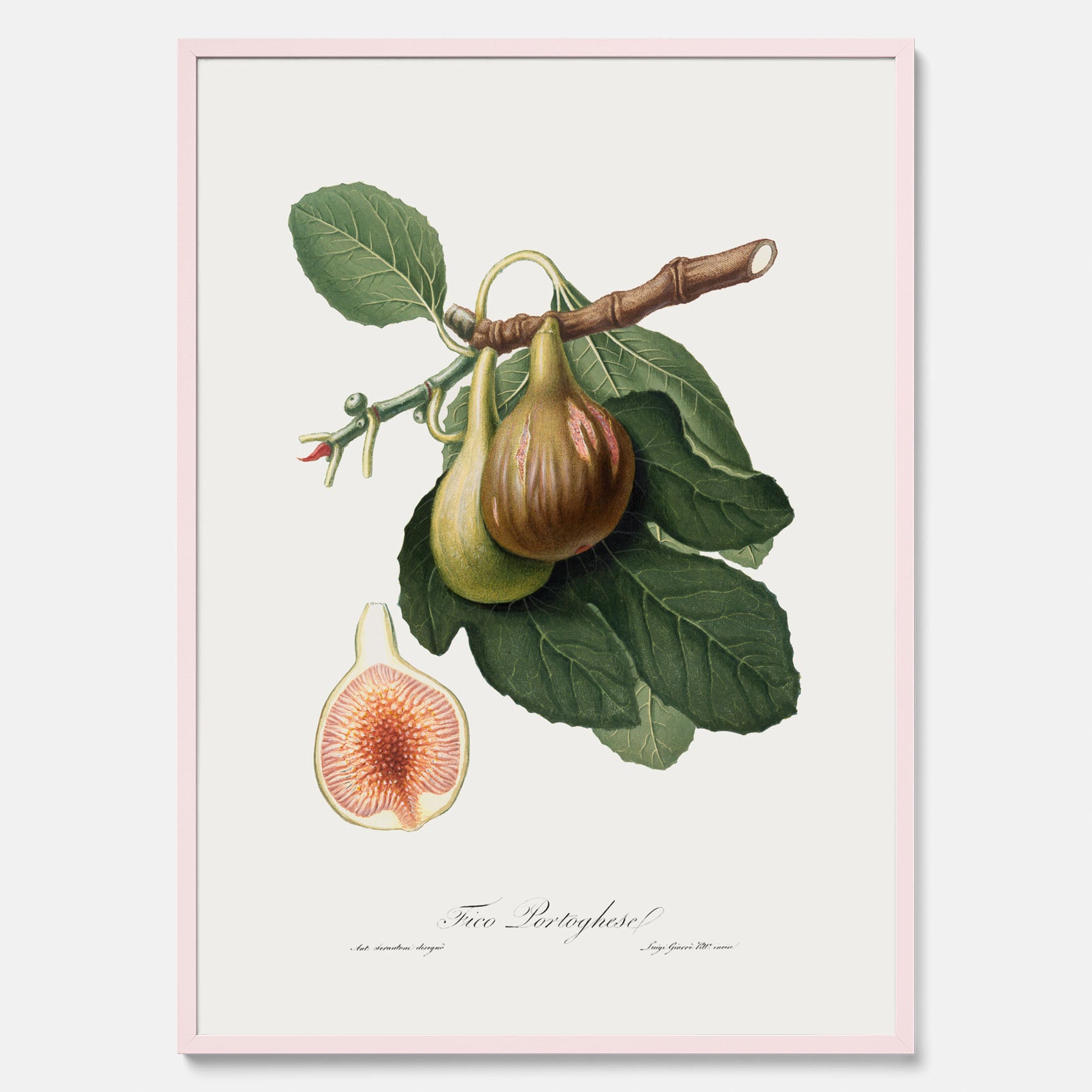 Kökstavla med ett Fikon Poster – Posters till köket, vintageposter med en botanisk illustration av Giorgio Gallesio, köksposter, tavla till kök