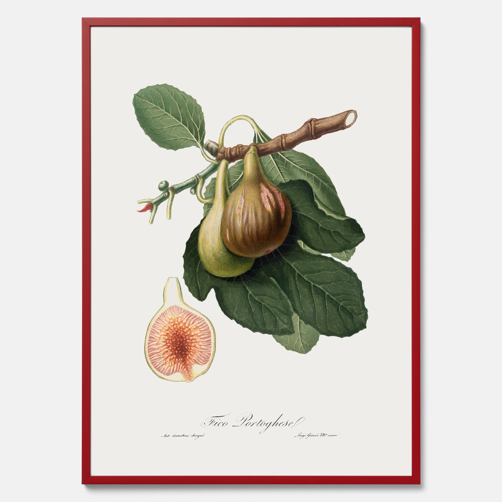 Kökstavla med ett Fikon Poster – Posters till köket, vintageposter med en botanisk illustration av Giorgio Gallesio, köksposter, tavla till kök