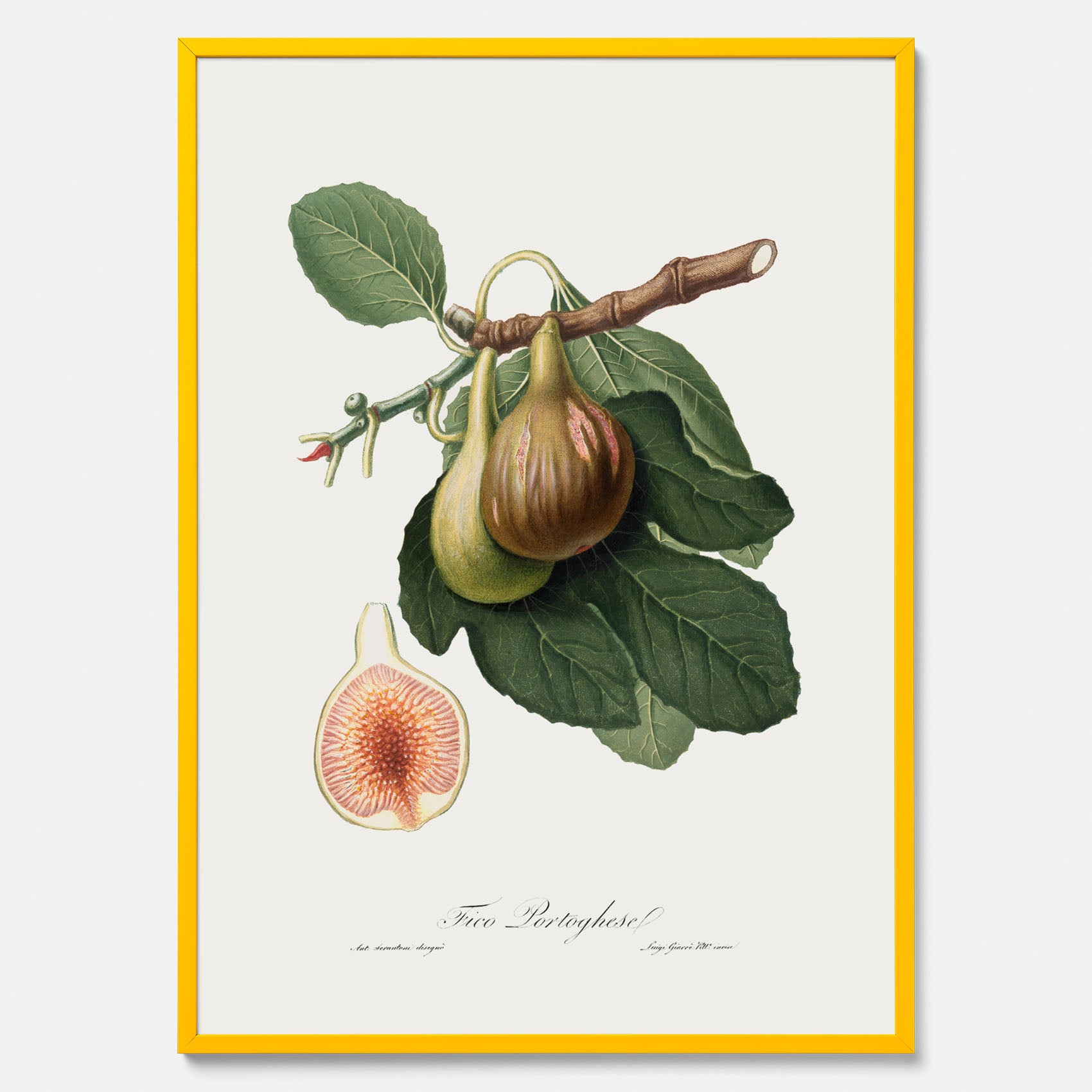 Kökstavla med ett Fikon Poster – Posters till köket, vintageposter med en botanisk illustration av Giorgio Gallesio, köksposter, tavla till kök