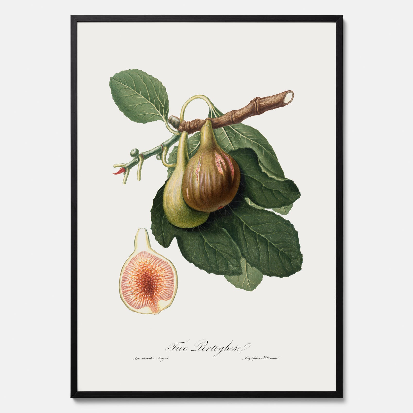 Kökstavla med ett Fikon Poster – Posters till köket, vintageposter med en botanisk illustration av Giorgio Gallesio, köksposter, tavla till kök